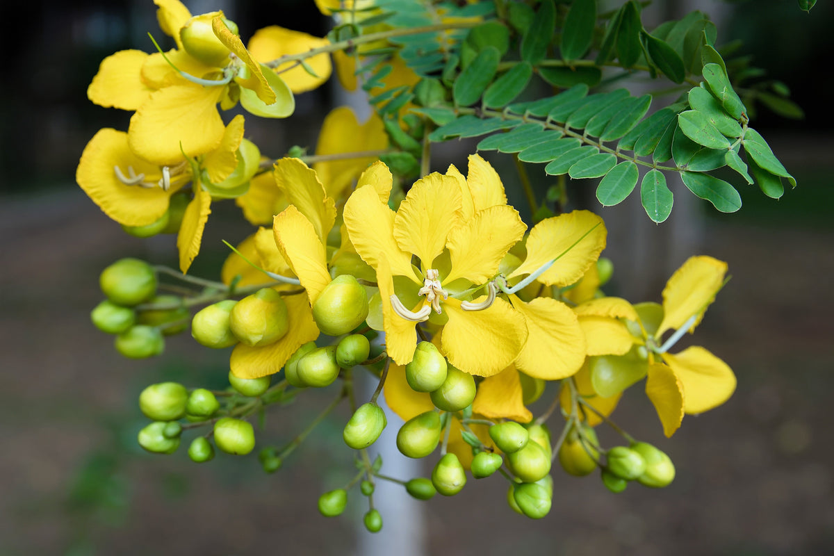 300 Yellow PARTRIDGE PEA (Sleeping Plant / Sensitive Pea) Chamaecrista Fasciculata Flower Seeds