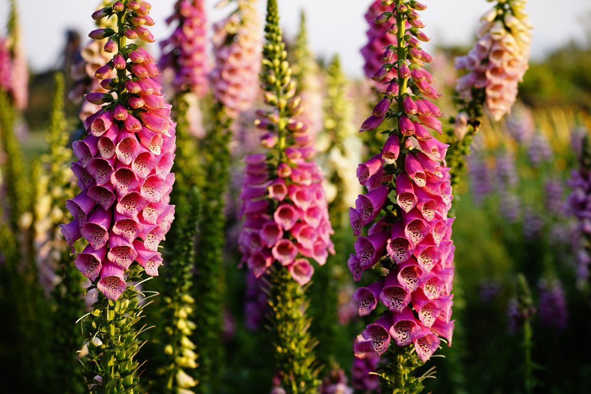 1000 PINK FOXGLOVE Digiitalis Purpurea Flower Seeds