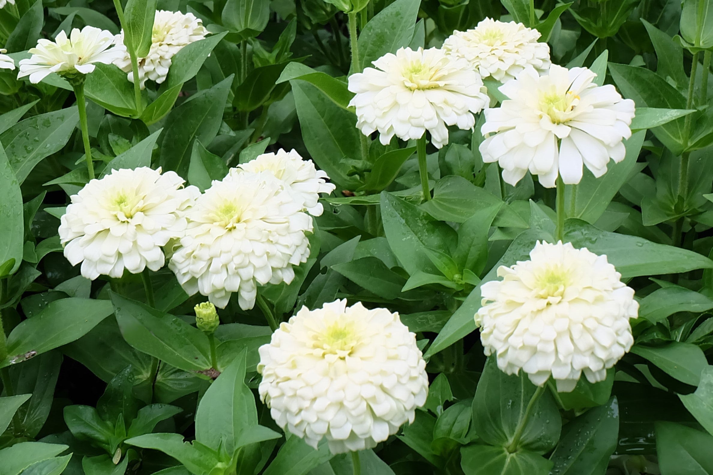 250 White POLAR BEAR ZINNIA Elegans Flower Seeds