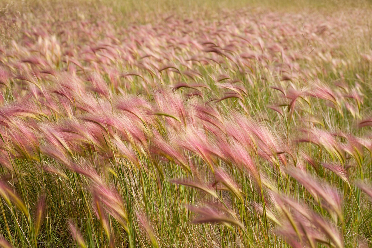 40 SQUIRREL TAIL Barley GRASS (Foxtail Barley) Hordeum Jubatum Ornamental Seeds