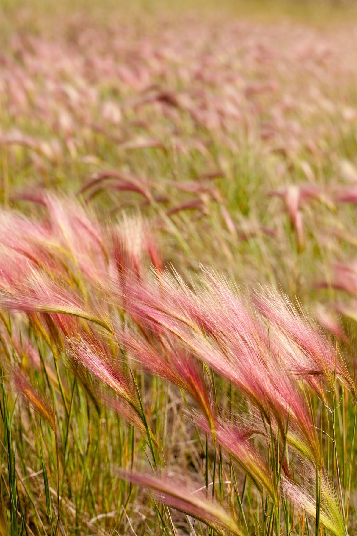 40 SQUIRREL TAIL Barley GRASS (Foxtail Barley) Hordeum Jubatum Ornamental Seeds