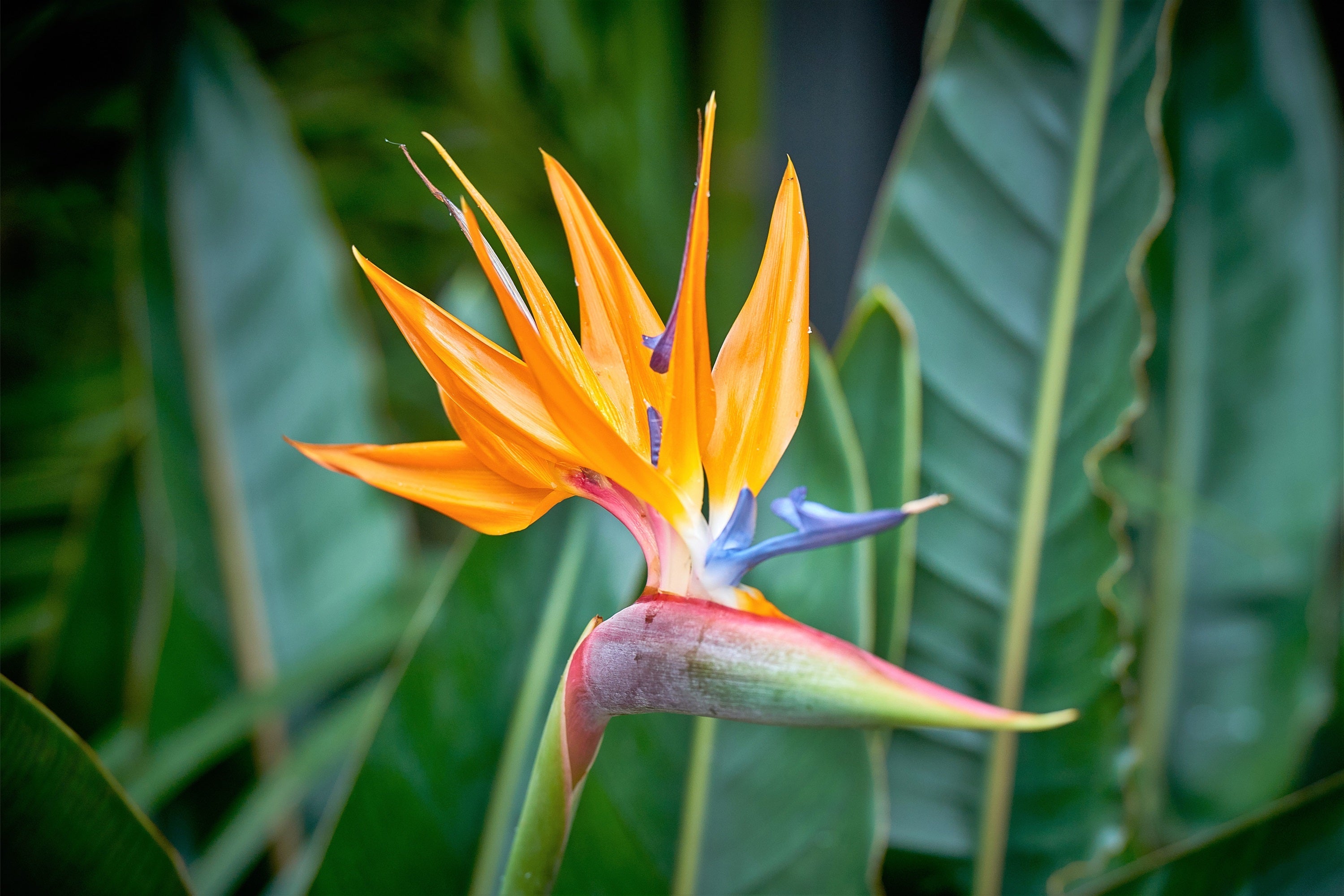 5 TROPICAL BIRD OF PARADISE Strelitzia Reginae Crane Flower Houseplant Seeds