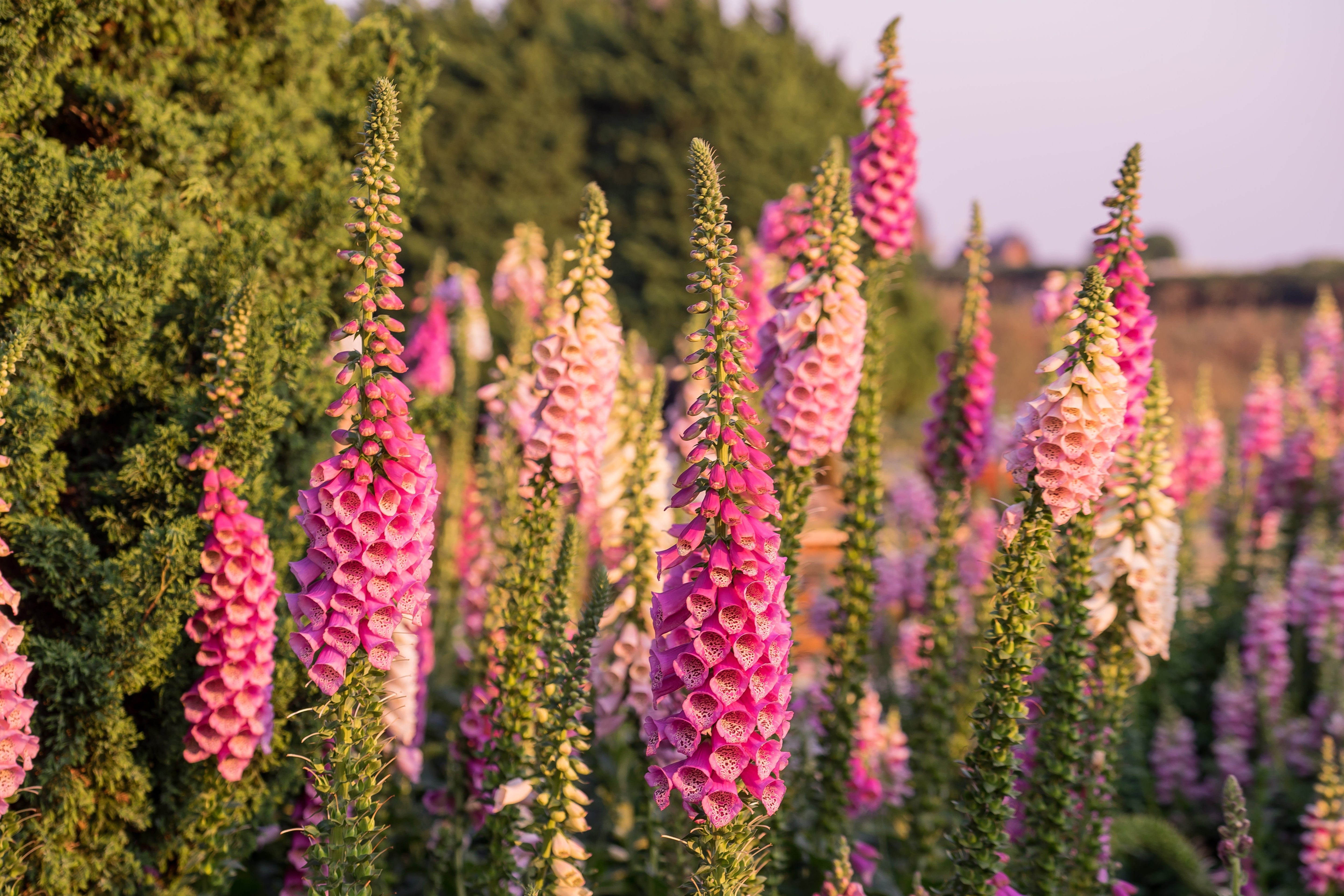 1000 PINK FOXGLOVE Digiitalis Purpurea Flower Seeds