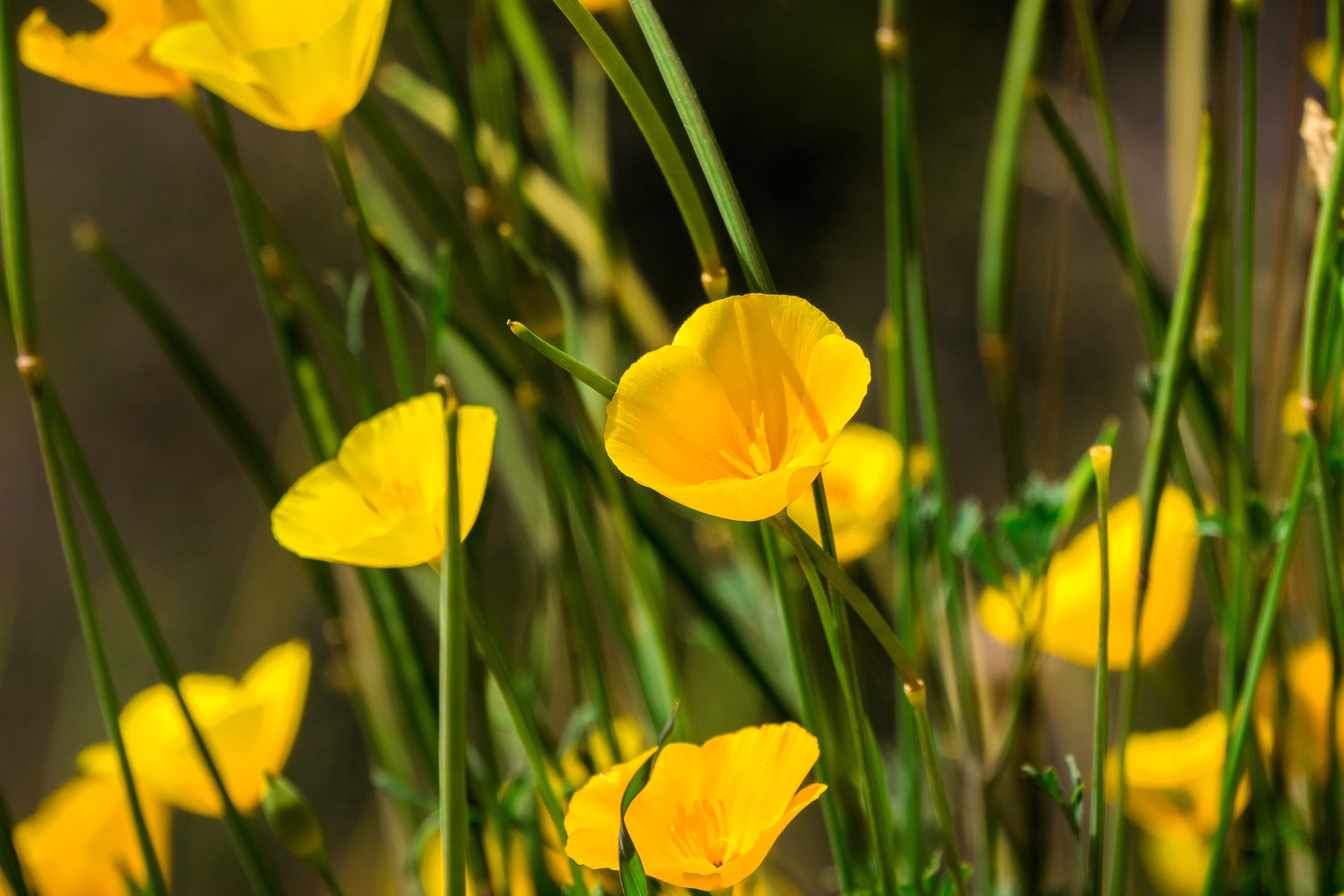1000 DWARF Yellow CALIFORNIA Tufted POPPY Eschscholzia Caespitosa Flower Seeds