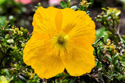 20 Yellow WELSH POPPY Meconopsis Papaver Cambricum Perennial Shade Flower Seeds