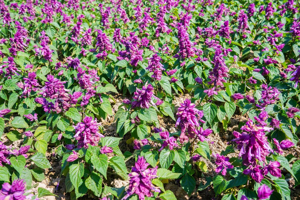 20 BRIGHT PURPLE SALVIA Splendens Scarlet Sage Flower Seeds