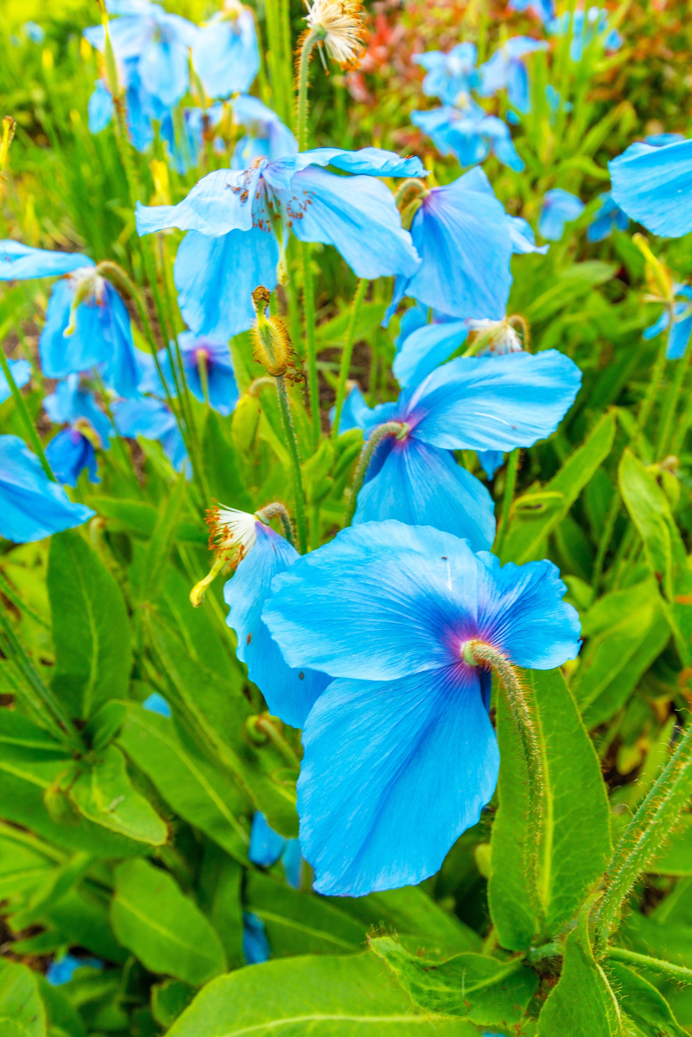 10 BLUE HIMALAYAN POPPY Tibetan Meconopsis Betonicifolia Flower Seeds