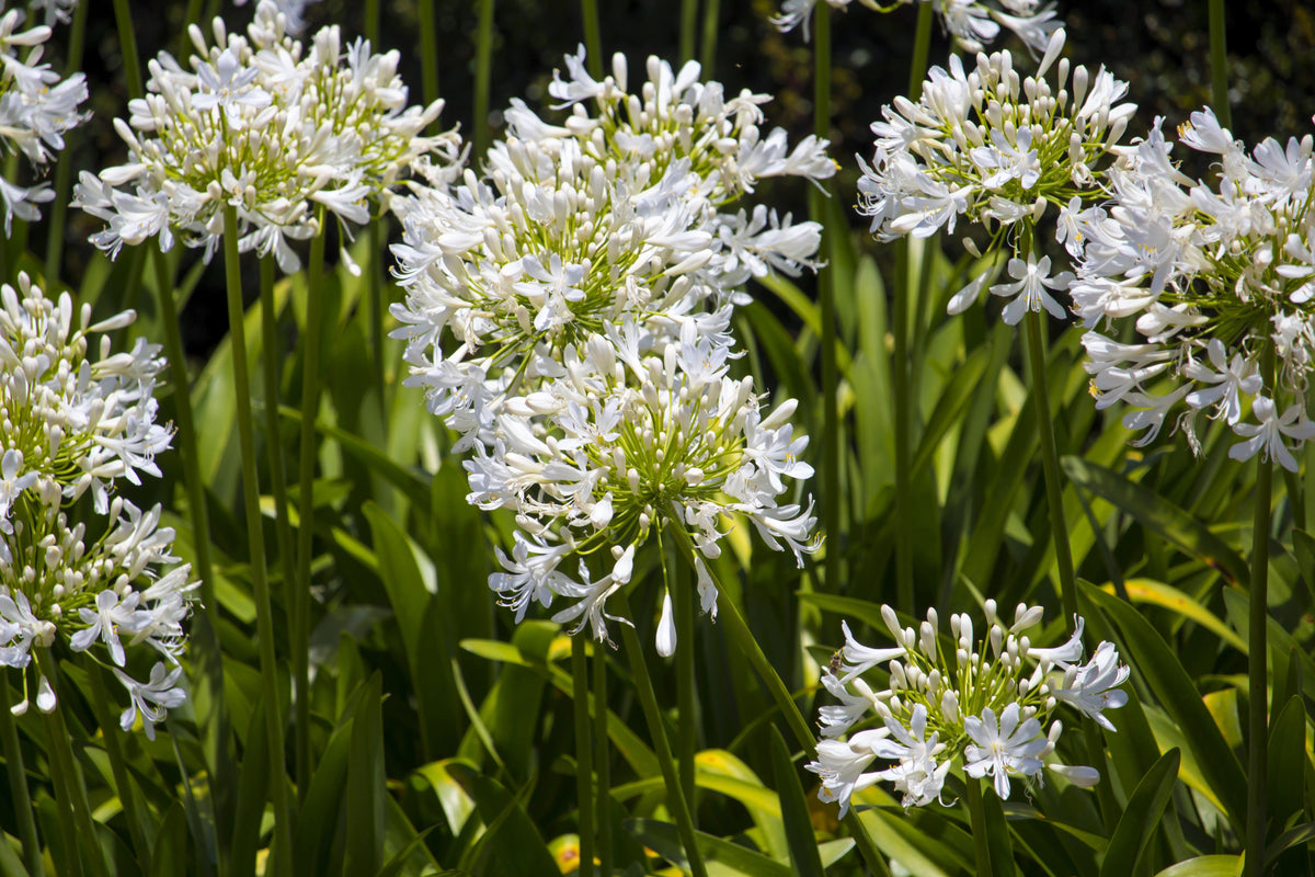 25 WHITE LILY of the NILE Agapanthus Orientalis African Lily Flower Seeds