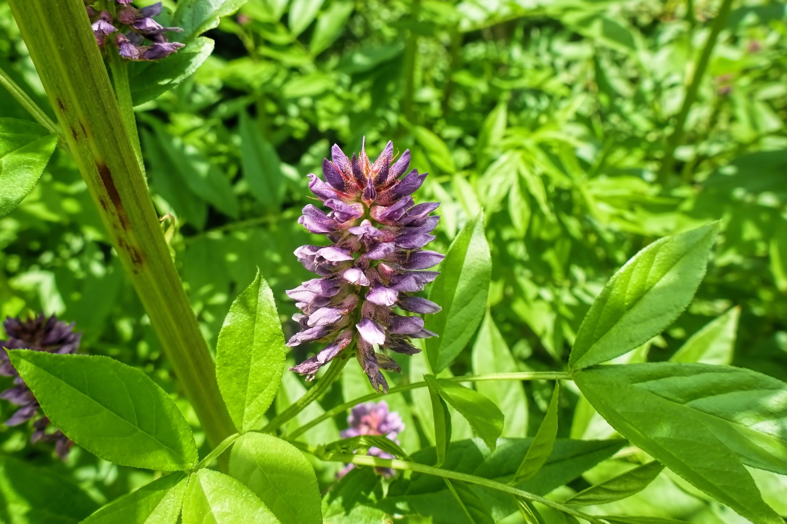 10 COMMON LICORICE Liquorice Glycyrrhiza Glabra Herb Purple Flower Seeds