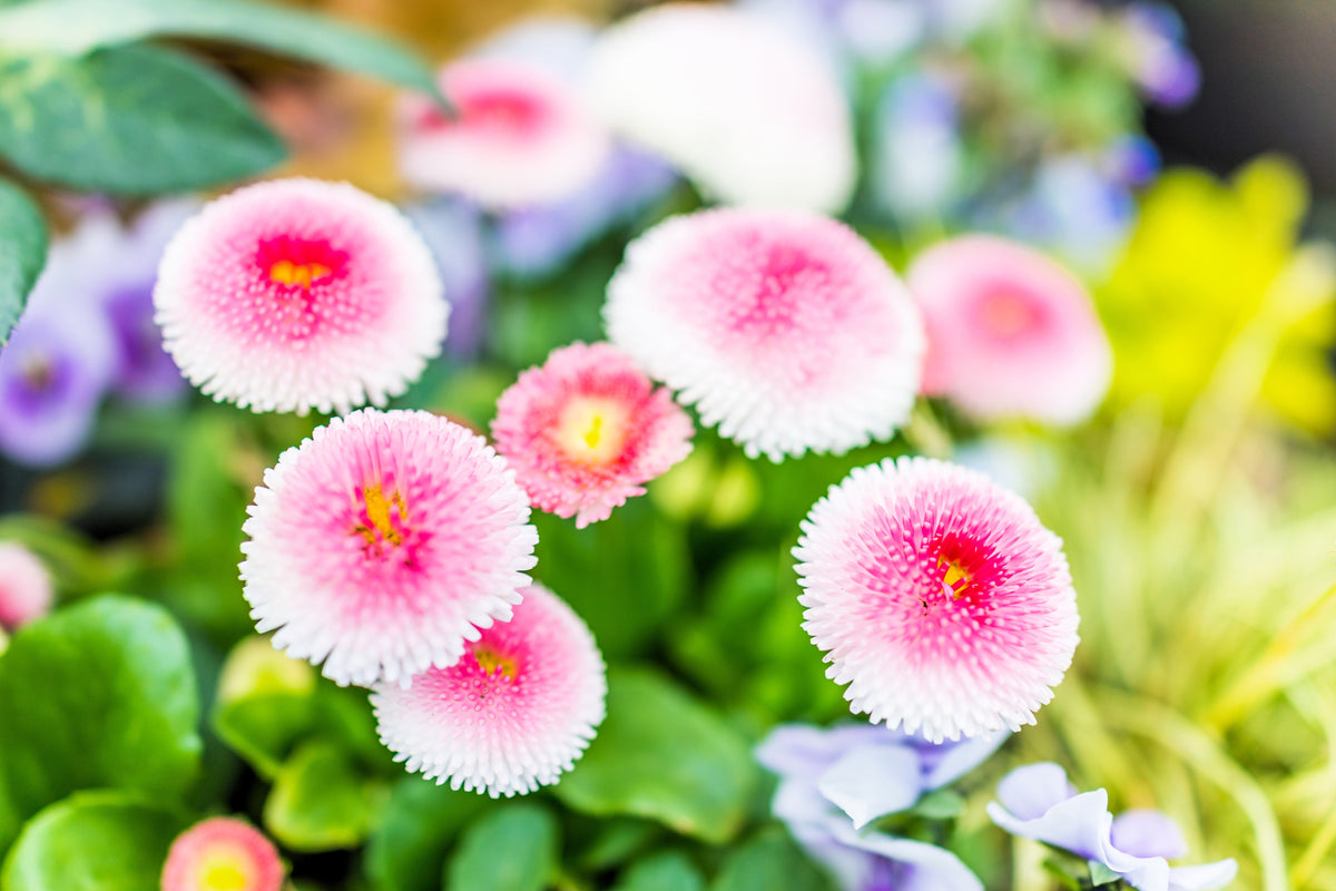 100 MIXED Colors ENGLISH DAISY Bellis Perennis Flower Seeds