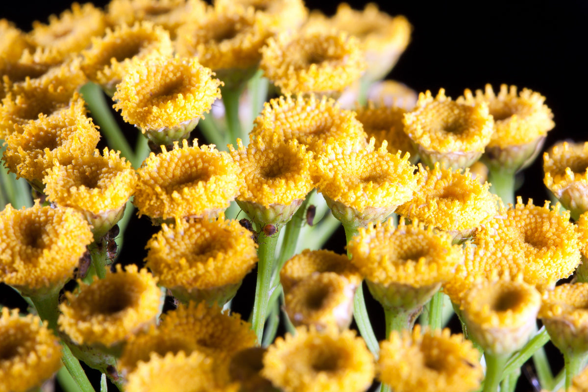 100 YELLOW TANSY Double Golden Buttons Fern Leaf Tanacetum Vulgare Flower Seeds