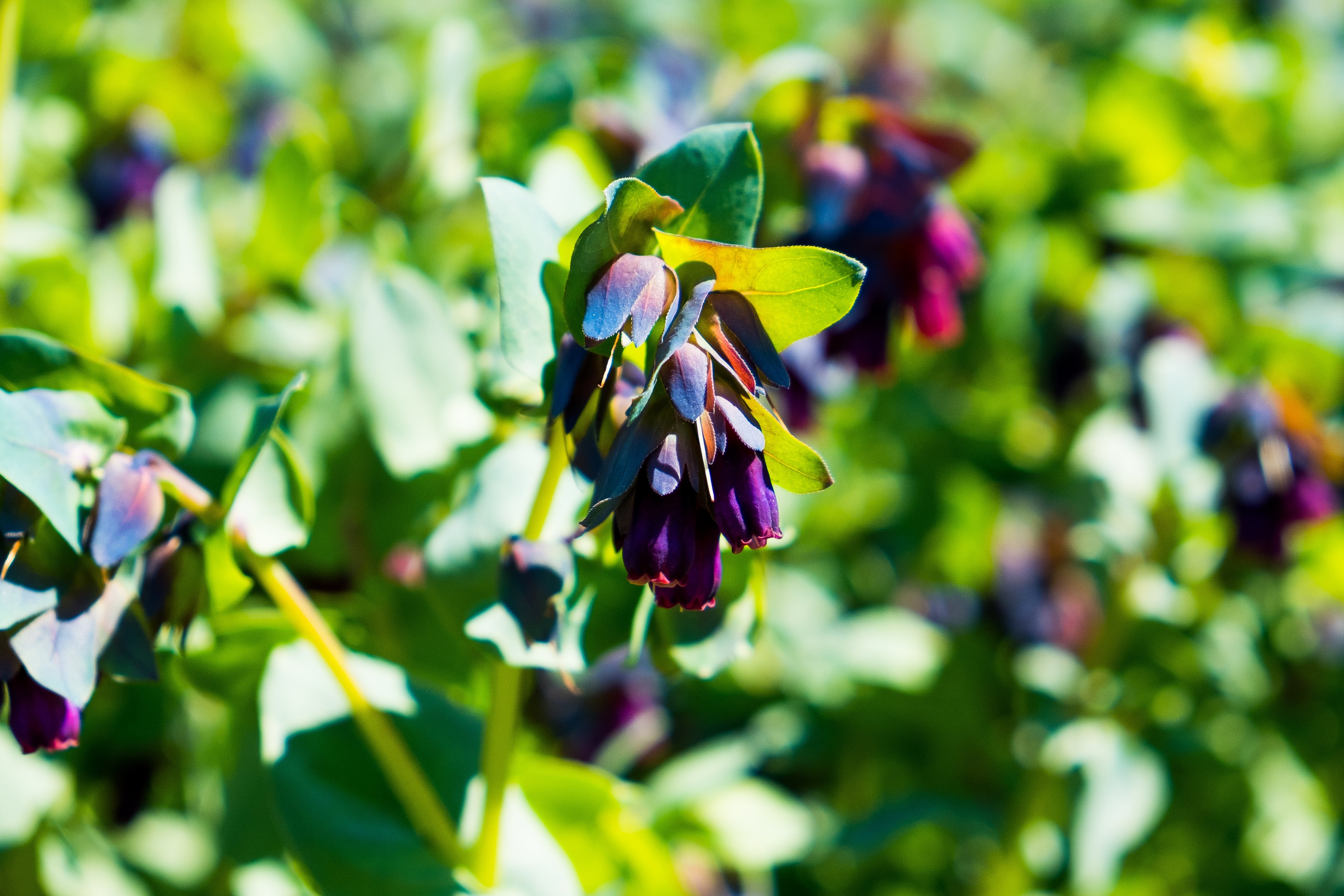 10 BLUE SHRIMP PLANT / Honeywort Cerinthe Major Flower Seeds