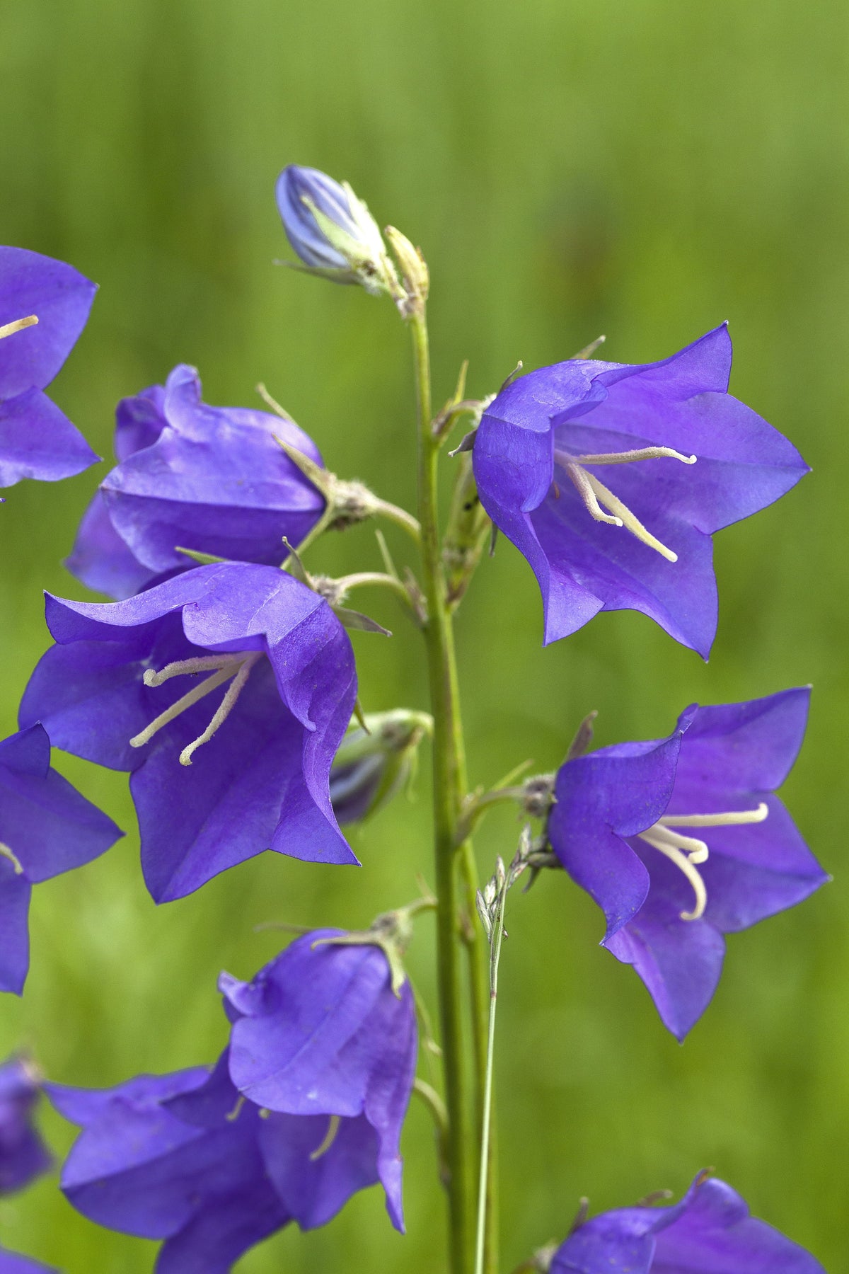 500 TELHAM BEAUTY BELLFLOWER Blue Peach Leaved Campanula Persicifolia Flower Seeds