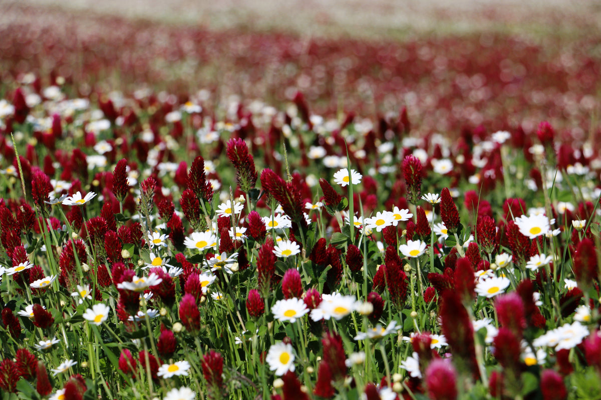 3000 CRIMSON CLOVER (Carnation, French, or Italian Clover) Trifolium Incarnatum Flower Seeds