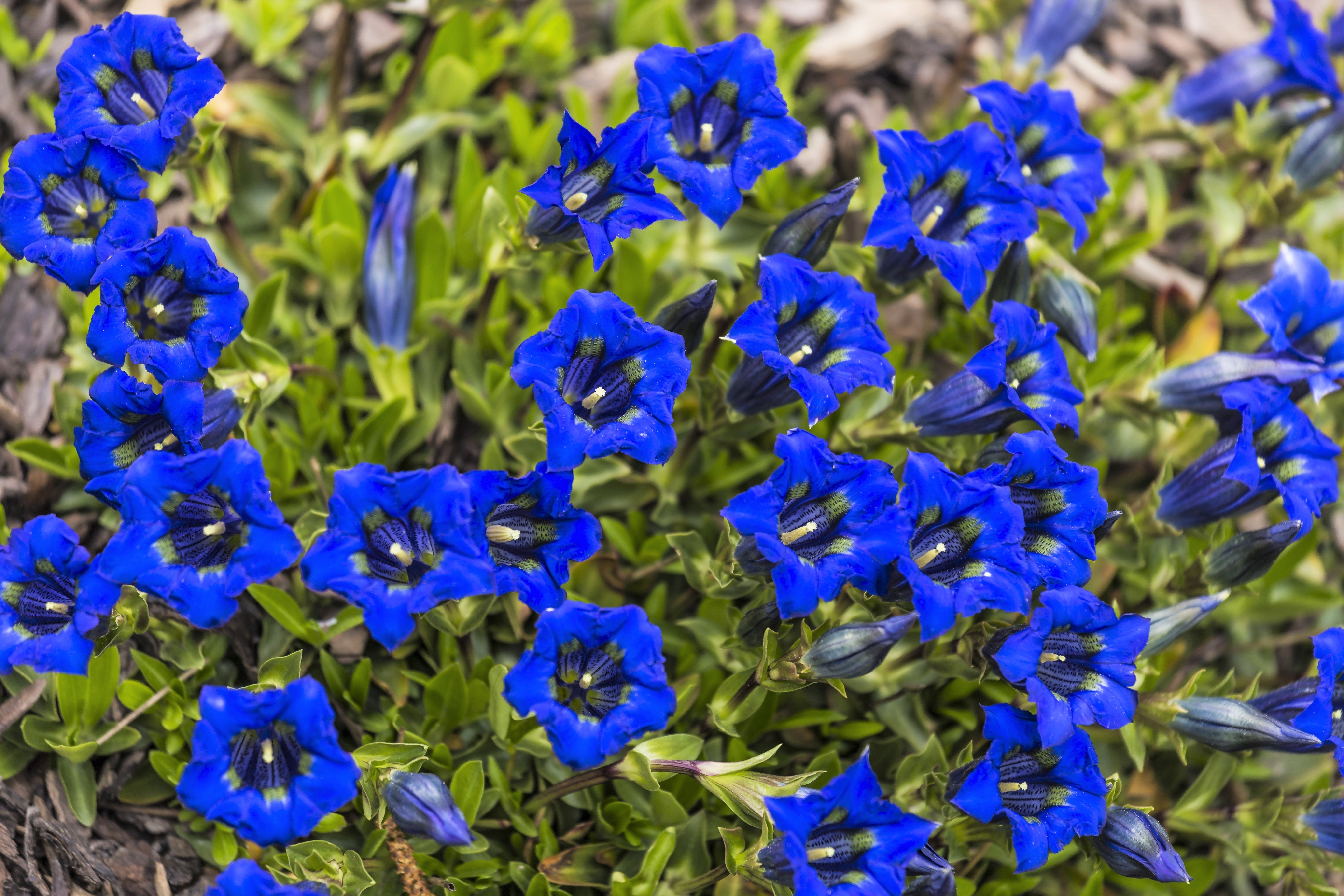 15 Blue STEMLESS GENTIAN Gentiana Acaulis Kochiana Flower Seeds