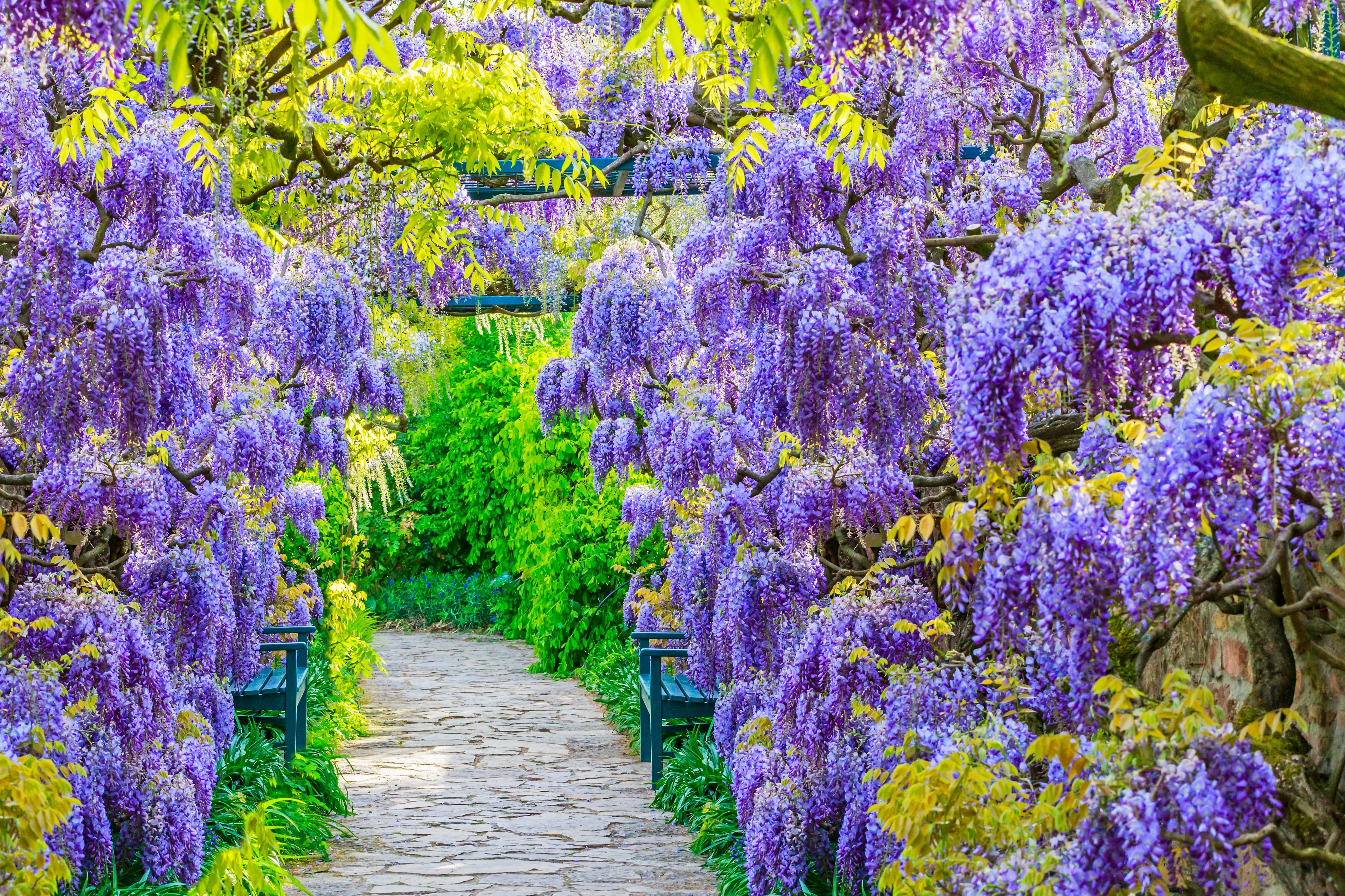 5 BLUE CHINESE WISTERIA Sinensis Ornamental Vine Climber Blue Violet Purple Flower Seeds