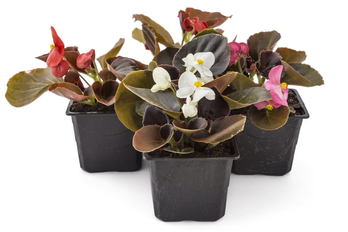 25 WAX MIXED BEGONIA Semperflorens Fibrous Mixed Colors Red Pink White Two Tone Shade Flower Seeds