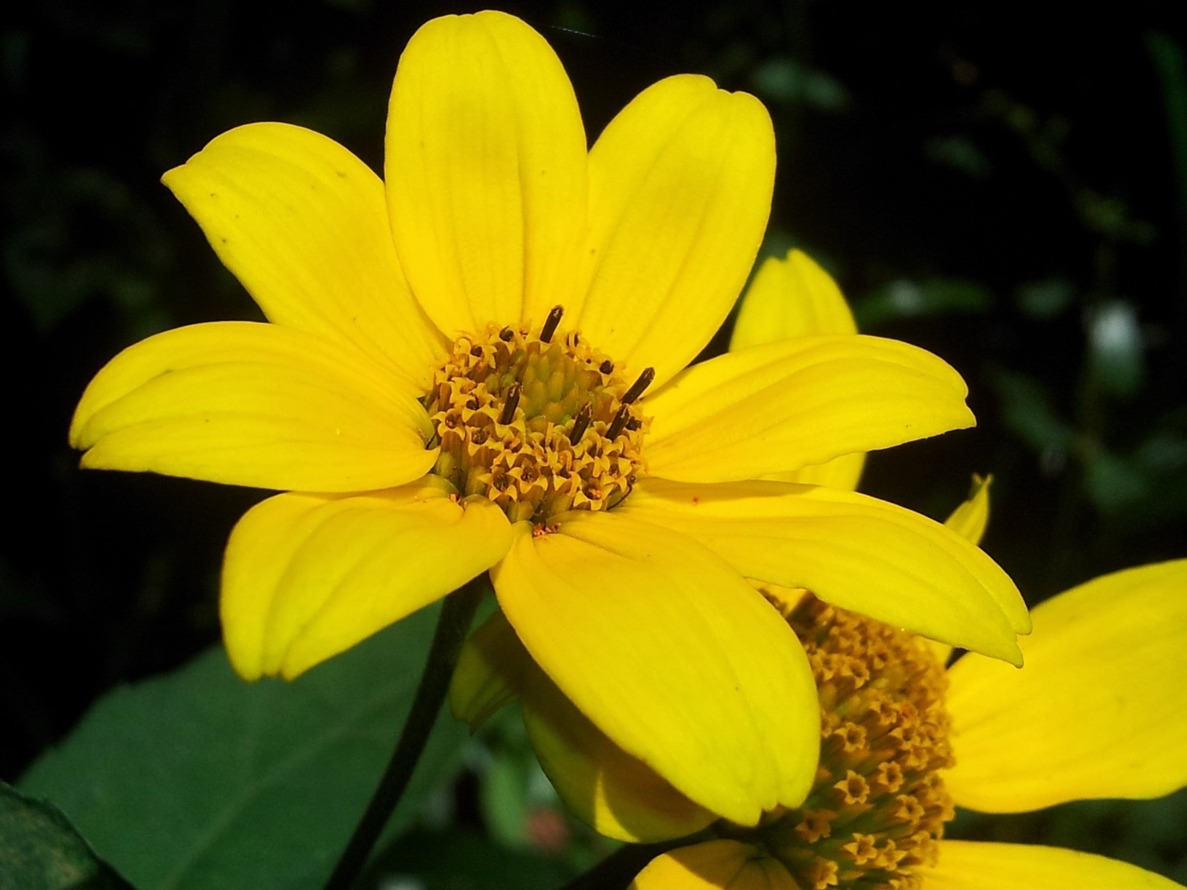 200 Yellow SWAMP MARIGOLD Bidens Aristosa Mutica Flower Seeds