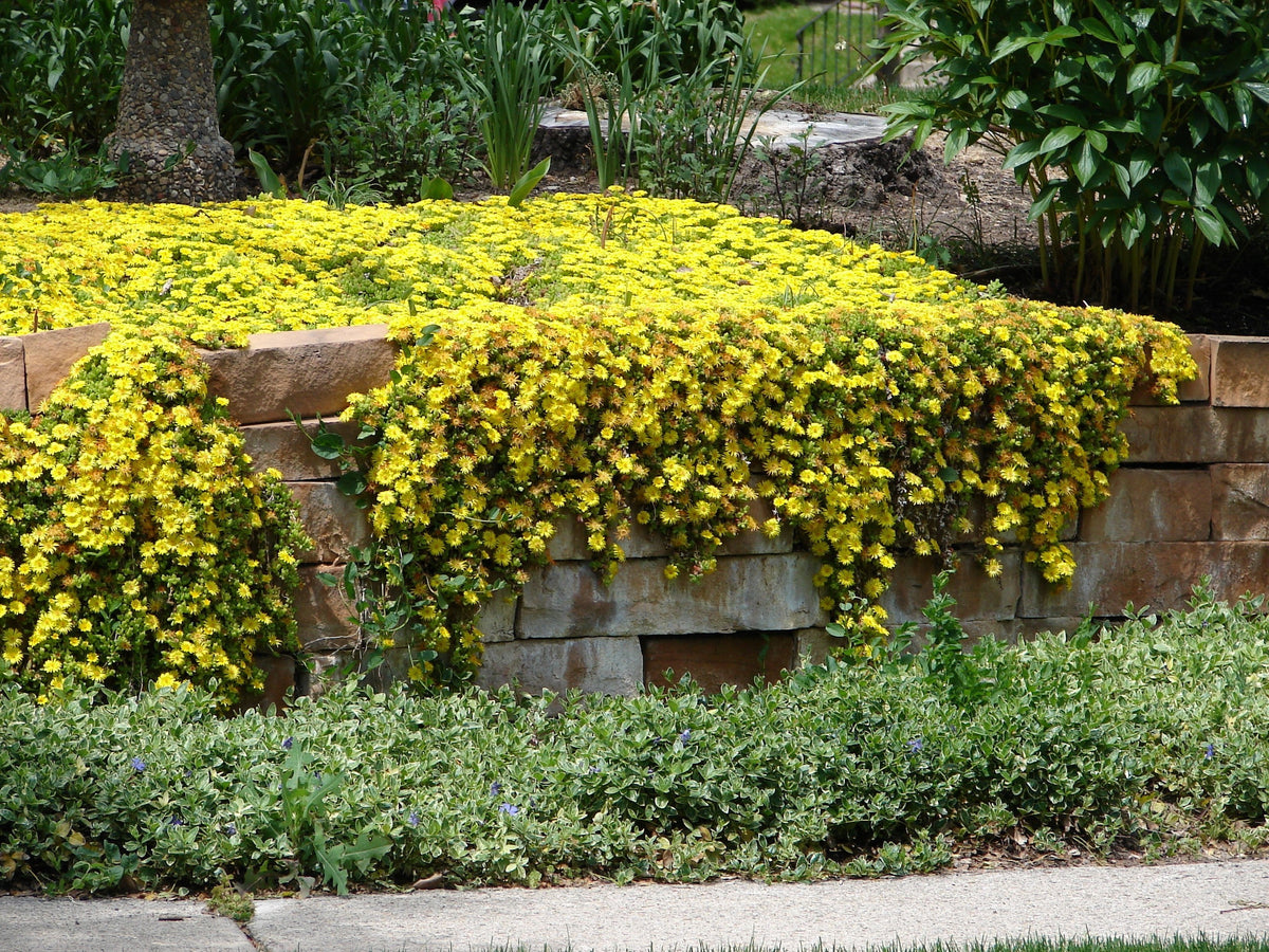 100 Gelato YELLOW ICE PLANT Mesembryanthemum Daisy Livingstone Succulent Flower Seeds