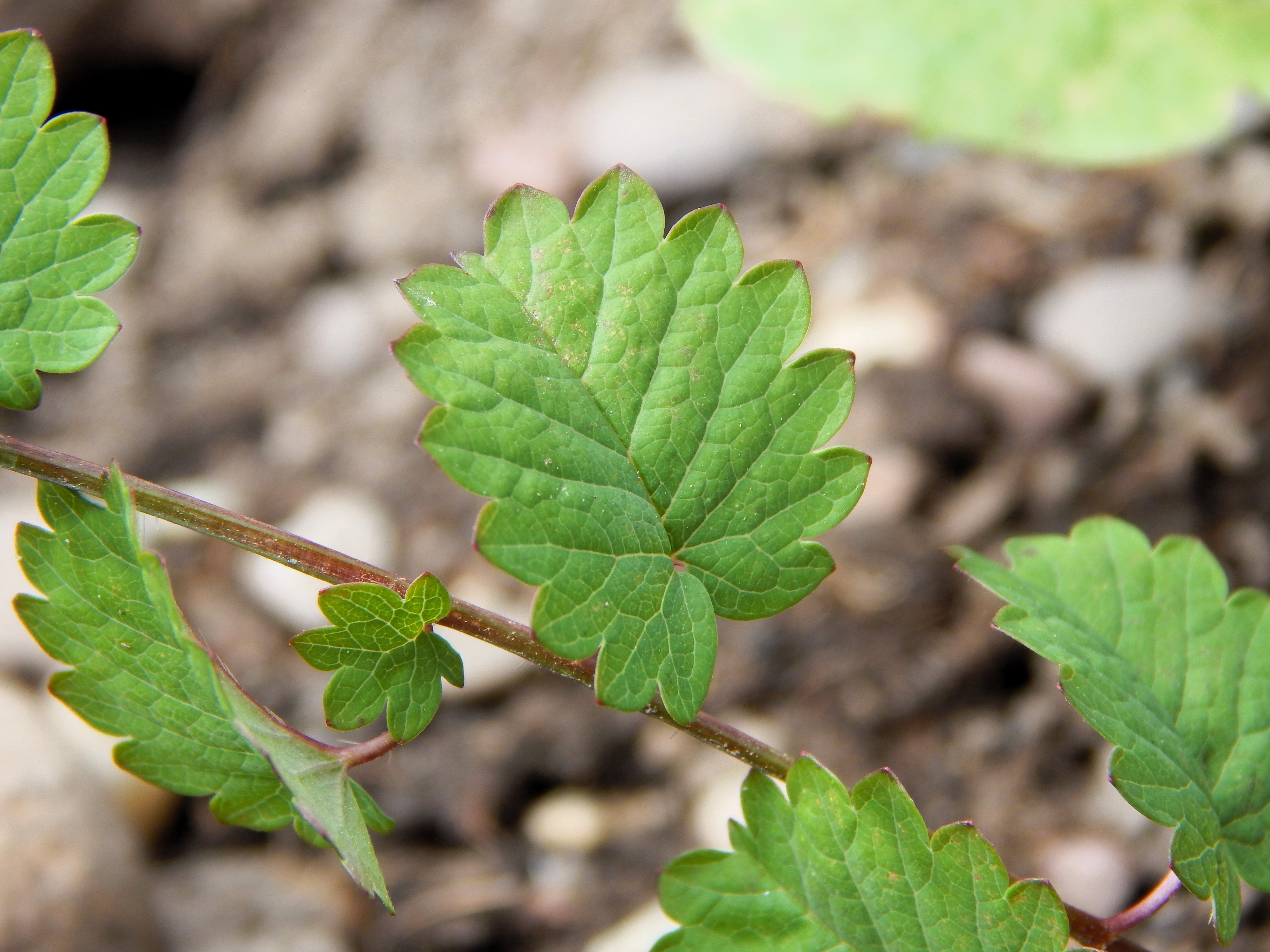 500 SALAD BURNET Sanguisorba Minor Edible Greens Vegetable Herb Flower Seeds