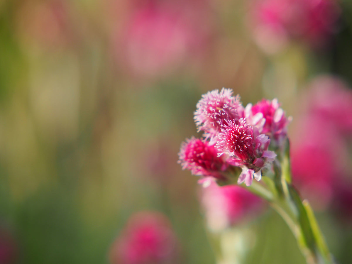 20 RED PUSSYTOES Antennaria Dioica Rubra Everlasting Flower Seeds