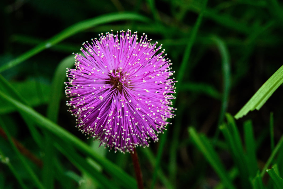 100 MIMOSA Pudica / SENSITIVE PLANT / Touch Me Not Flower Seeds