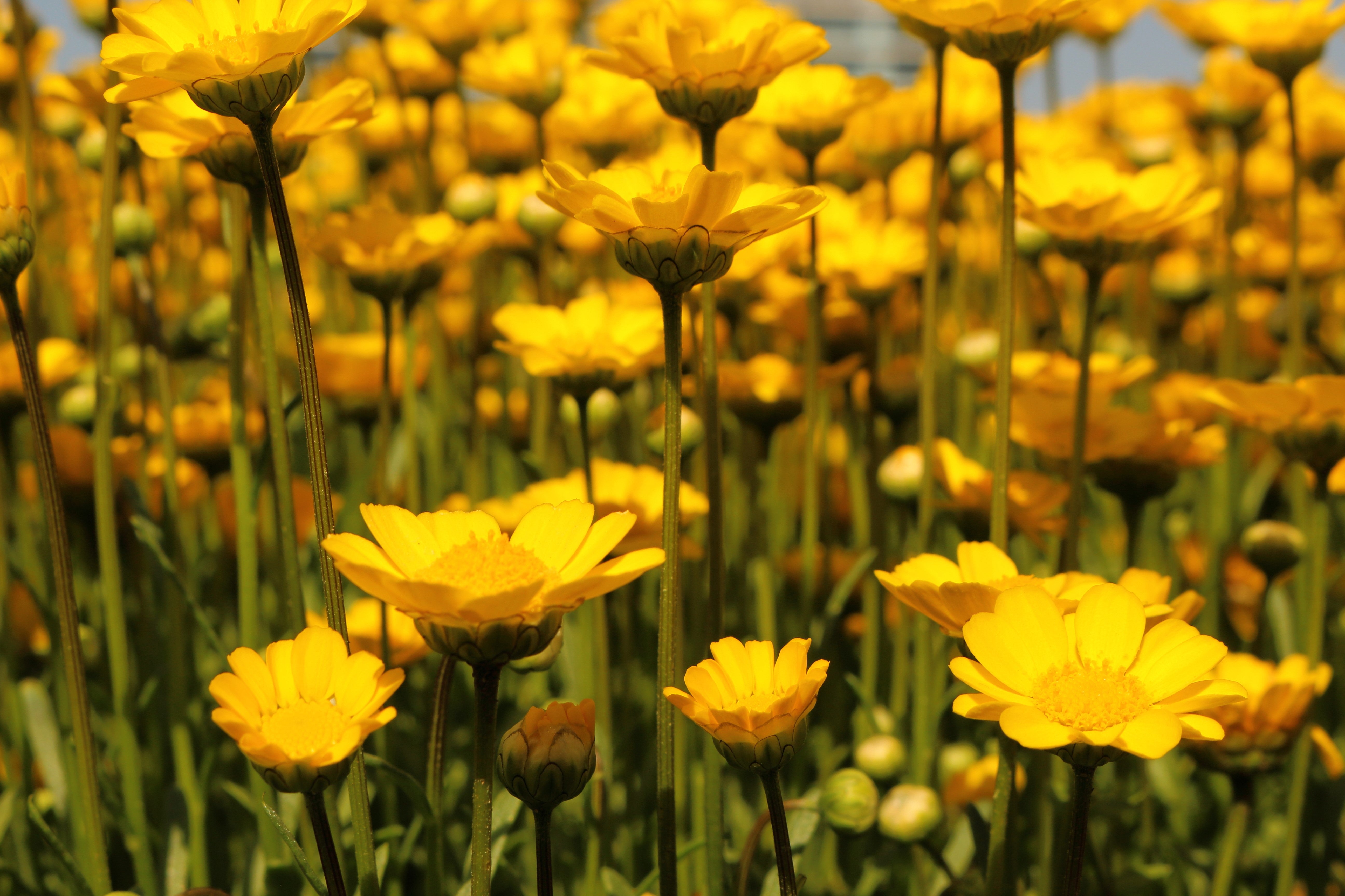 250 YELLOW DAISY Chrysanthemum Multicaule Mini Marguerite Flower Seeds