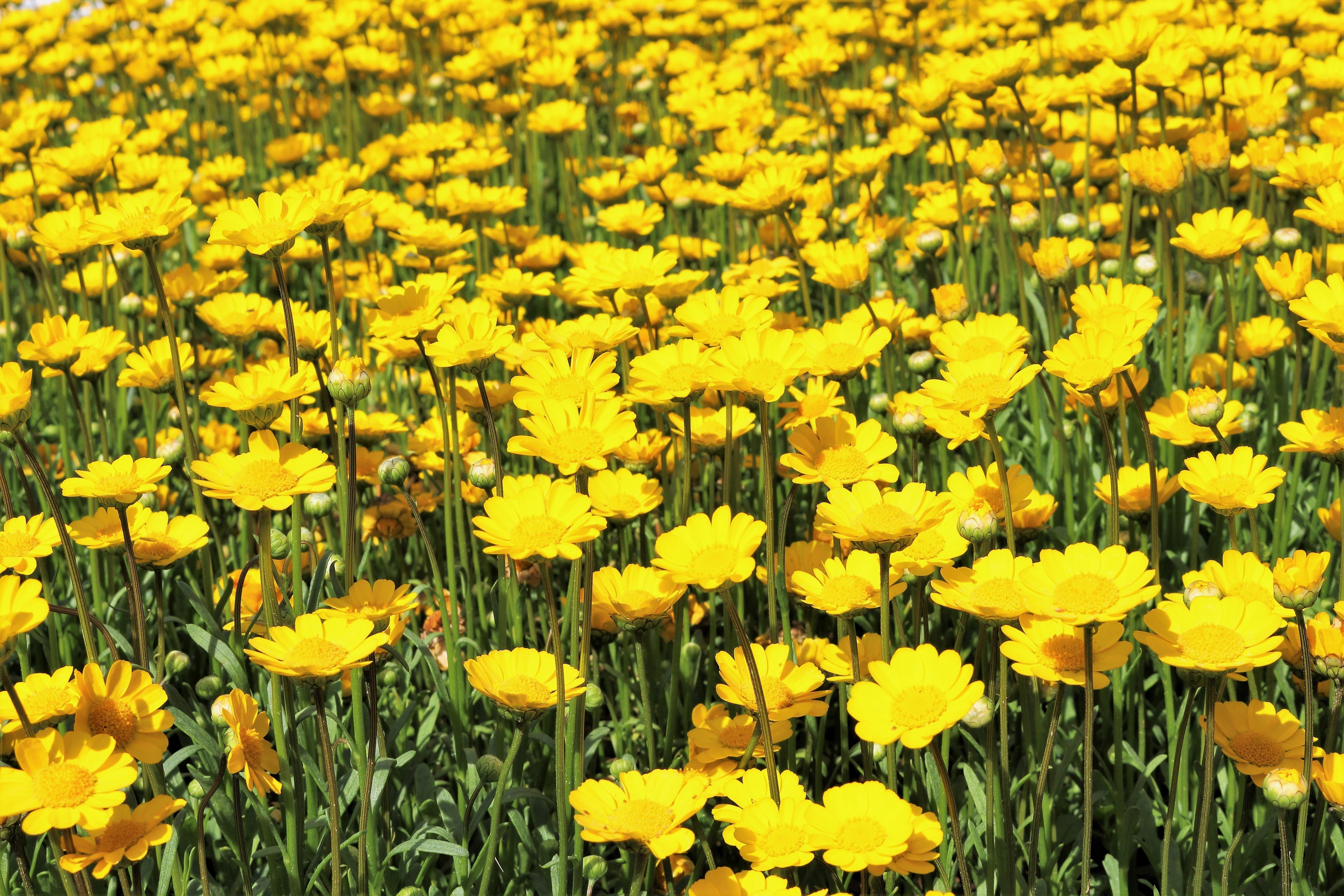 250 YELLOW DAISY Chrysanthemum Multicaule Mini Marguerite Flower Seeds