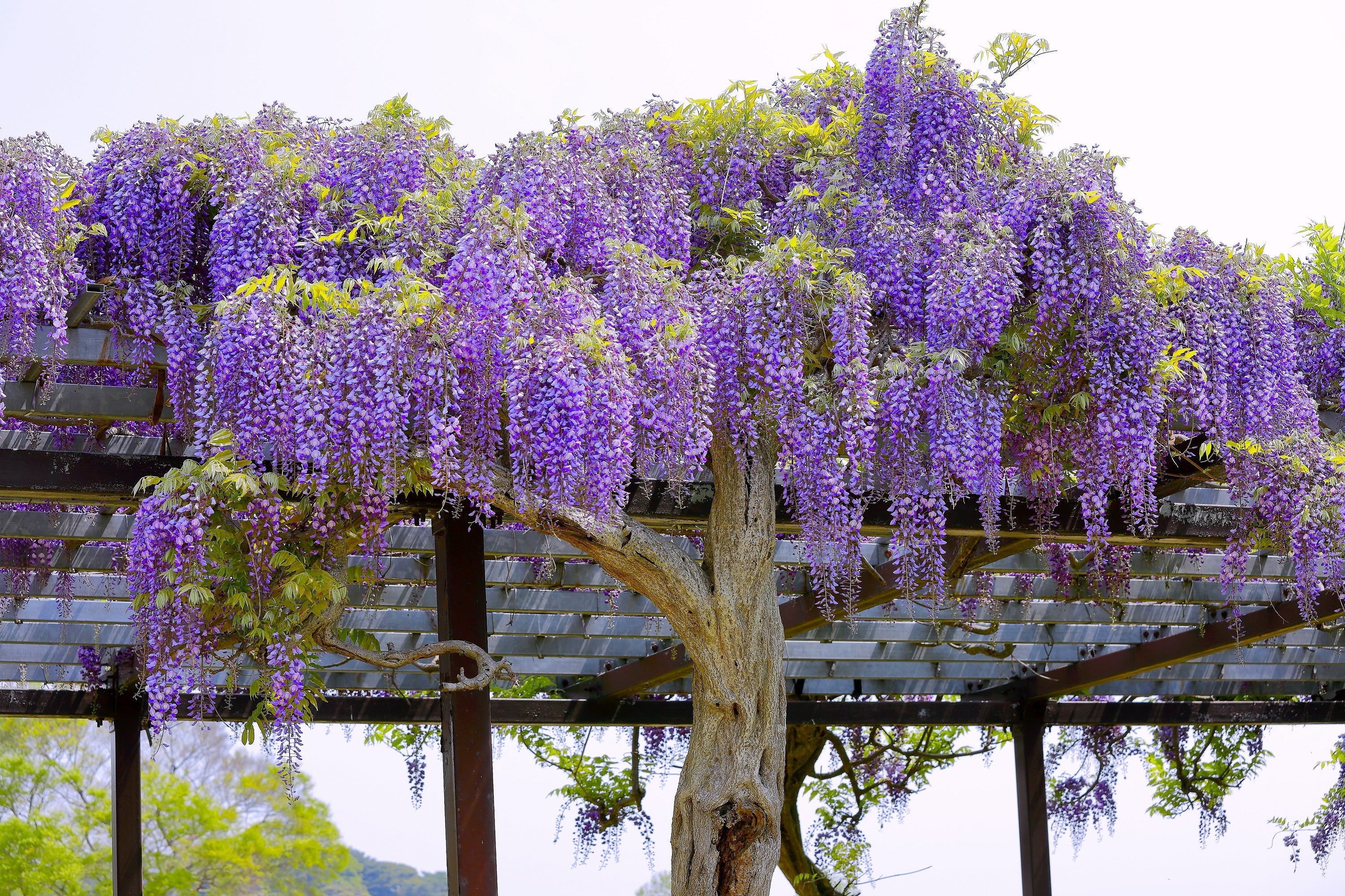 5 BLUE CHINESE WISTERIA Sinensis Ornamental Vine Climber Blue Violet Purple Flower Seeds