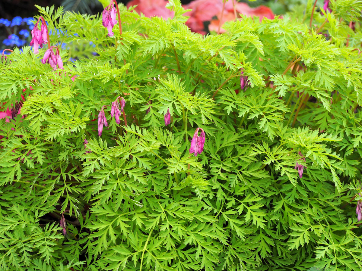 10 Pink FRINGED Fern Leaf BLEEDING HEART Dicentra Eximia Fernleaf Sun or Shade Flower Seeds