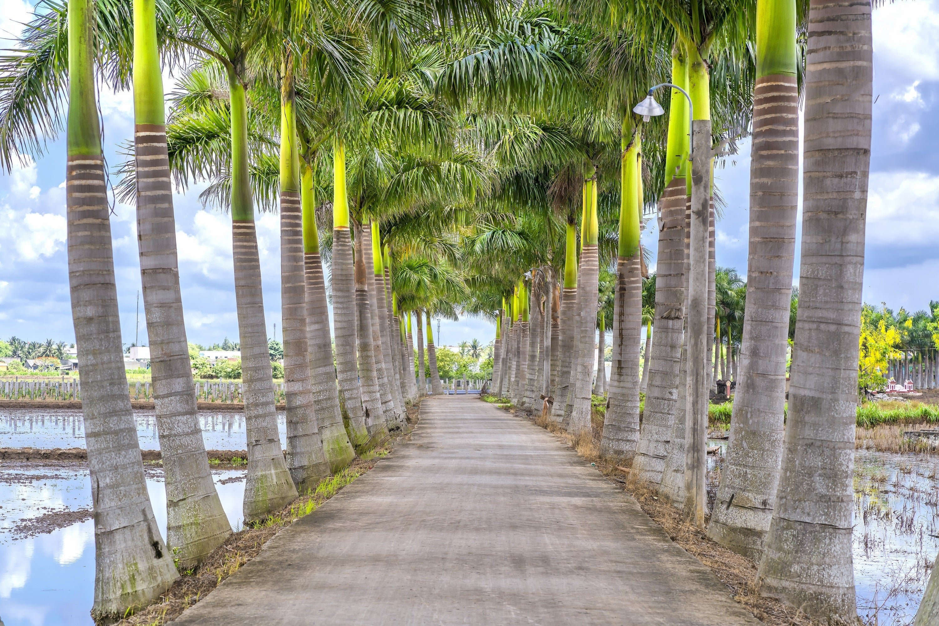 10 Florida ROYAL PALM Roystonea Regia Tree Houseplant Seeds