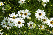200 White SWAN RIVER DAISY Brachyscome Iberidifolia Flower Seeds