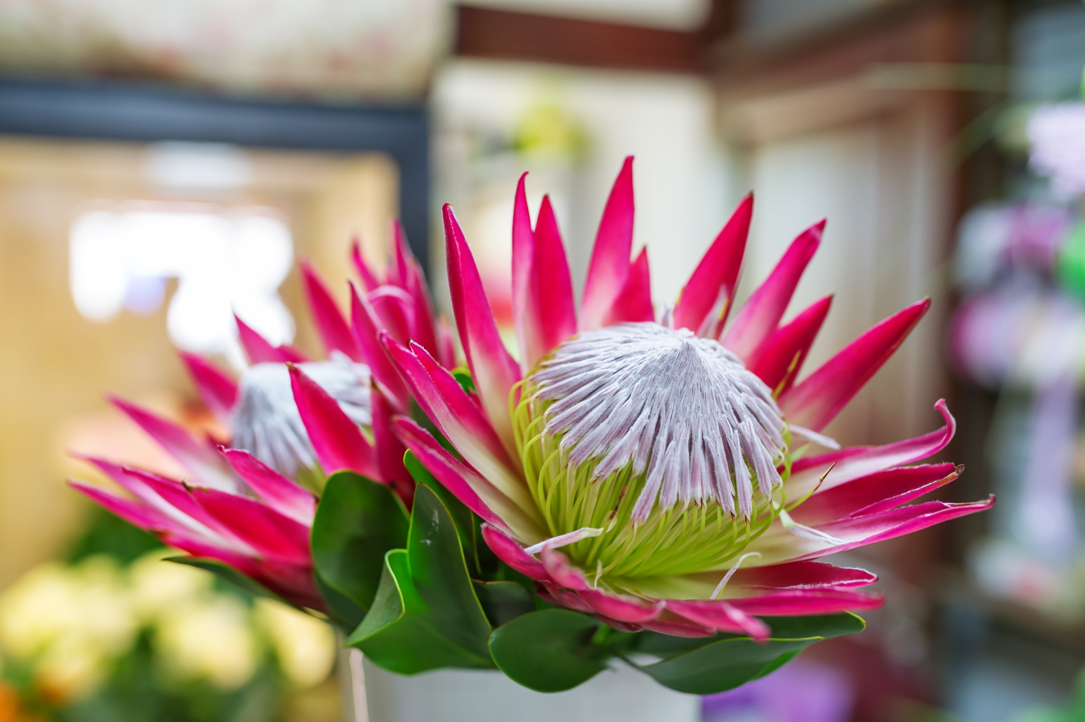 5 Giant KING PROTEA Cynaroides Sugarbush Rare 12" Flower Seeds