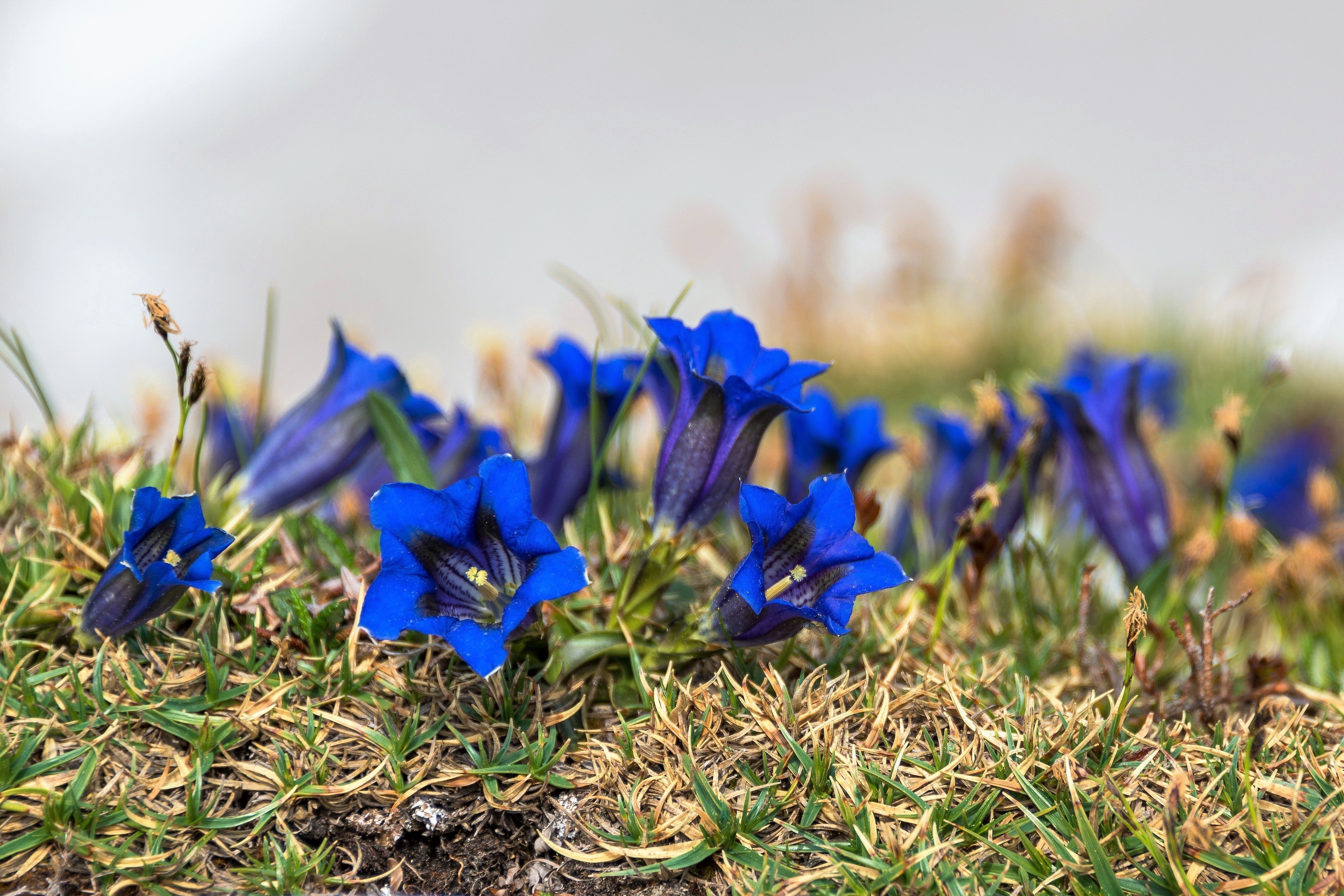 15 Blue STEMLESS GENTIAN Gentiana Acaulis Kochiana Flower Seeds