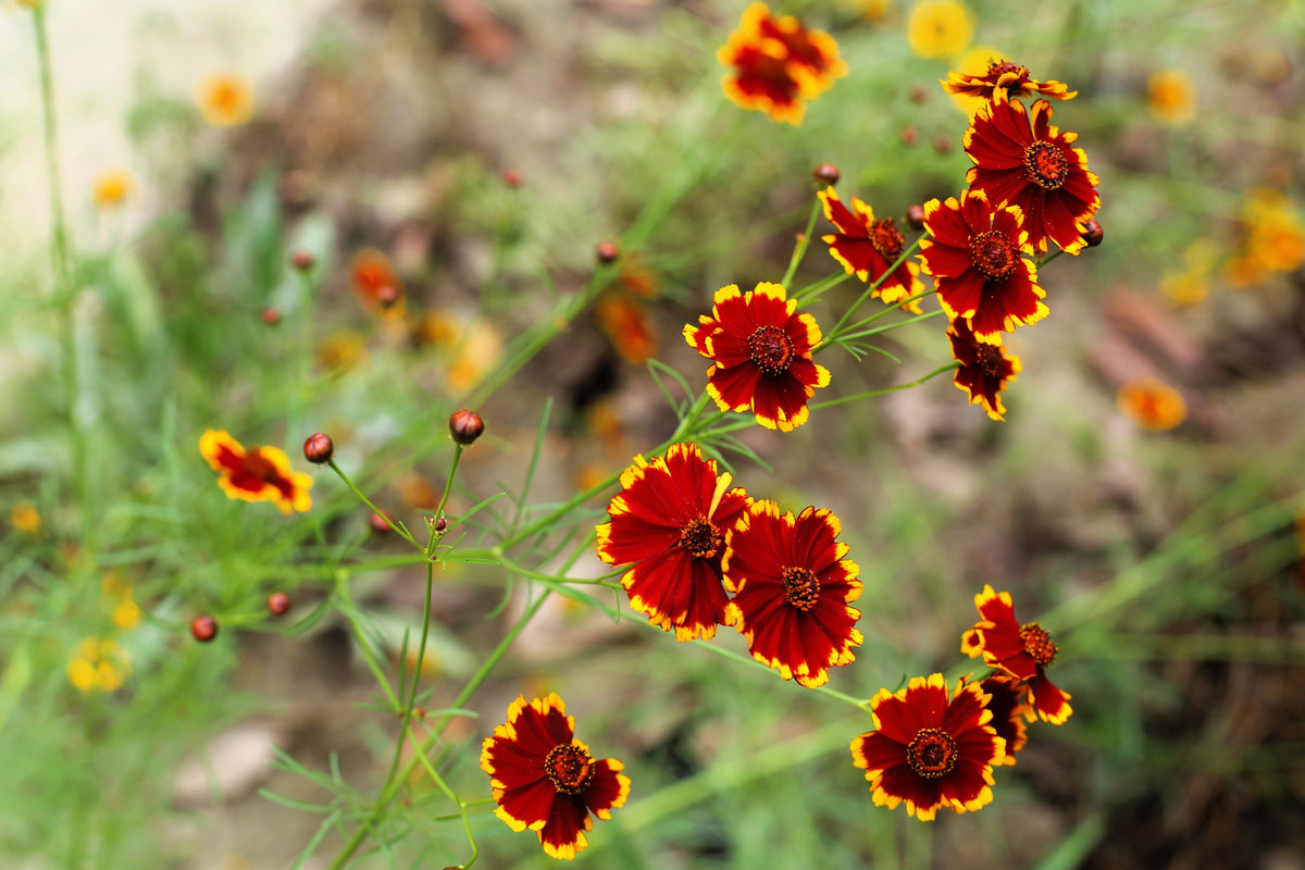 1000 PLAINS COREOPSIS (Golden Tickseed) Coreopsis Tinctoria Flower Seeds