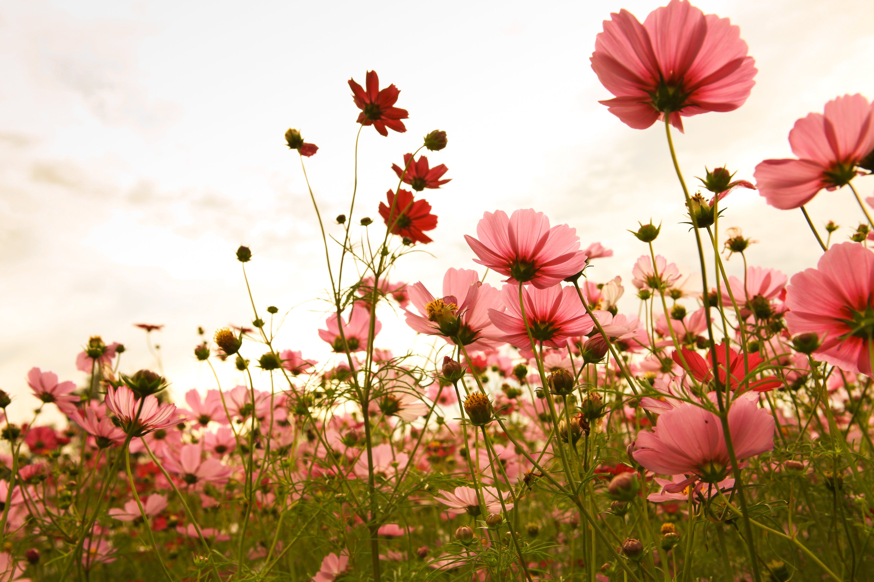 20 APRICOTTA COSMOS Bipinnatus Apricot & Rose Pink Bicolor Flower Seeds