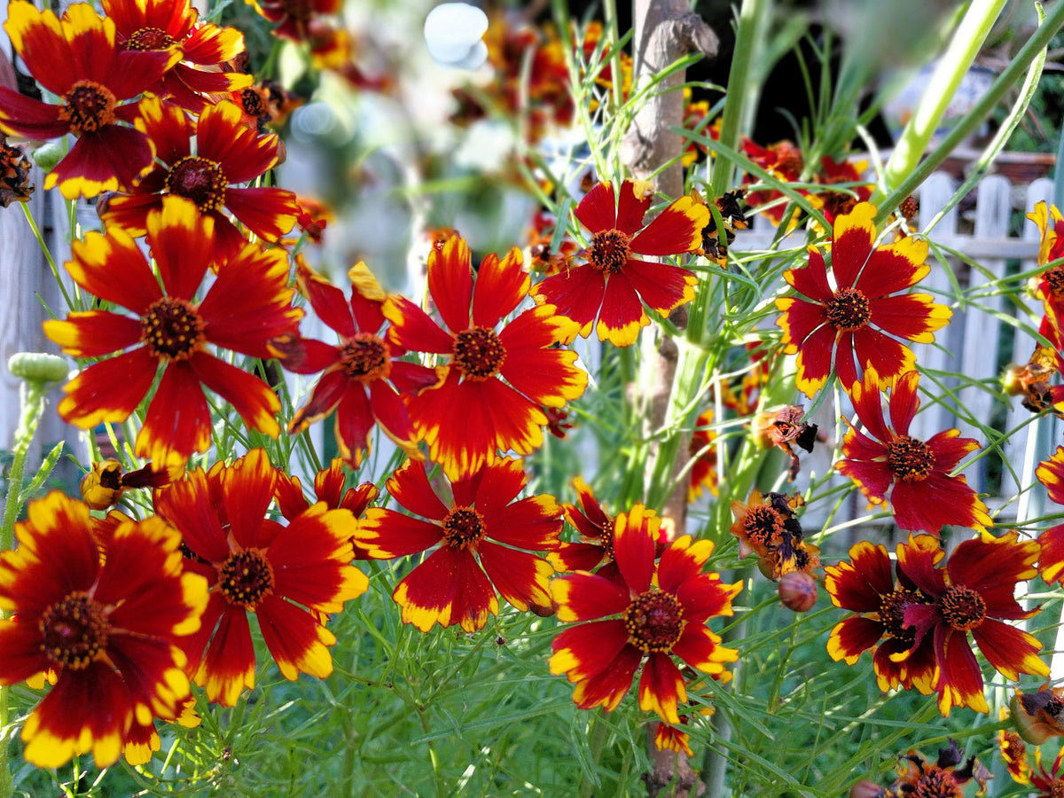 1000 PLAINS COREOPSIS (Golden Tickseed) Coreopsis Tinctoria Flower Seeds