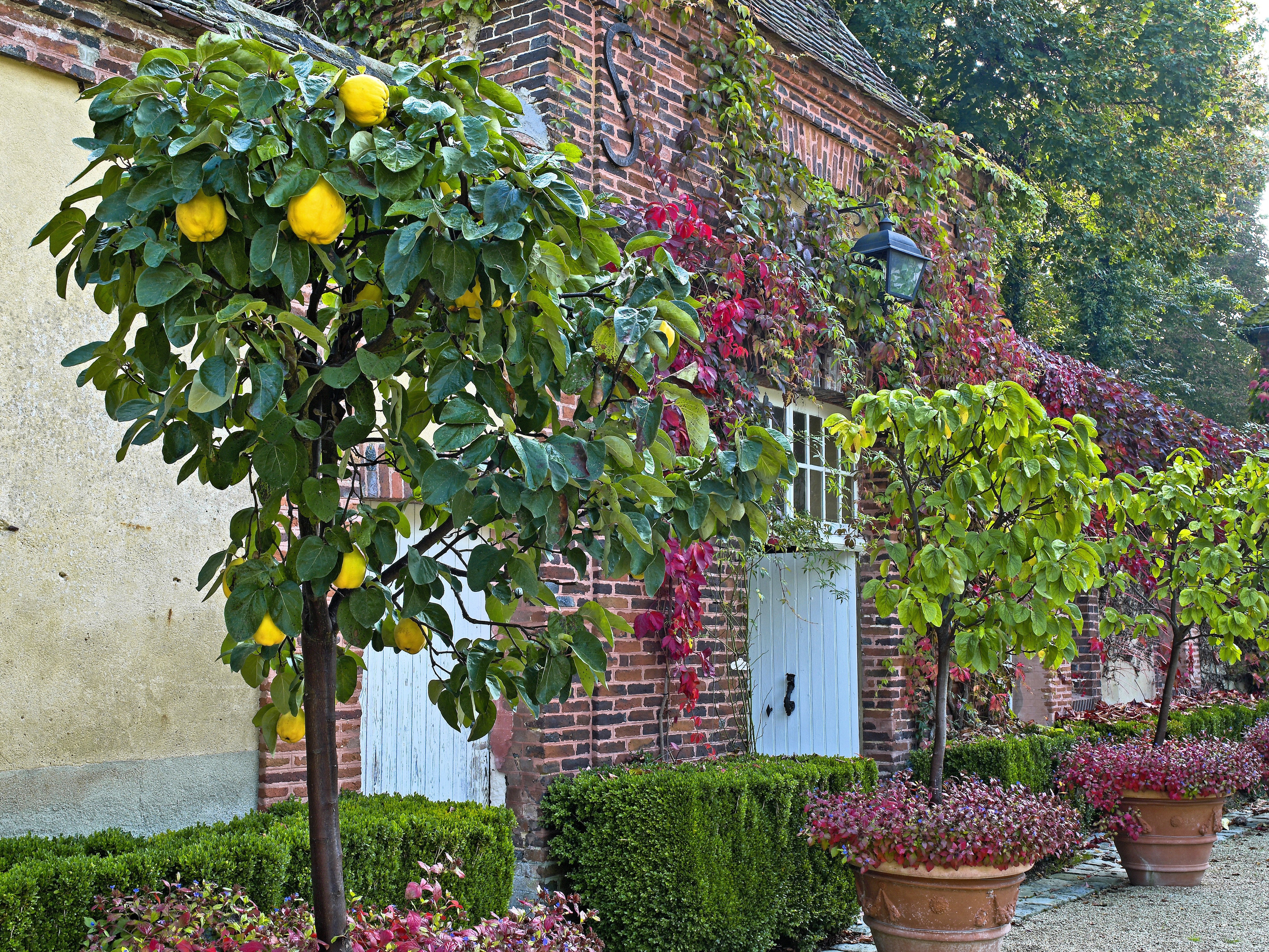 20 COMMON CULINARY QUINCE Fruit Tree Cydonia Oblonga Flowering Shrub Seeds