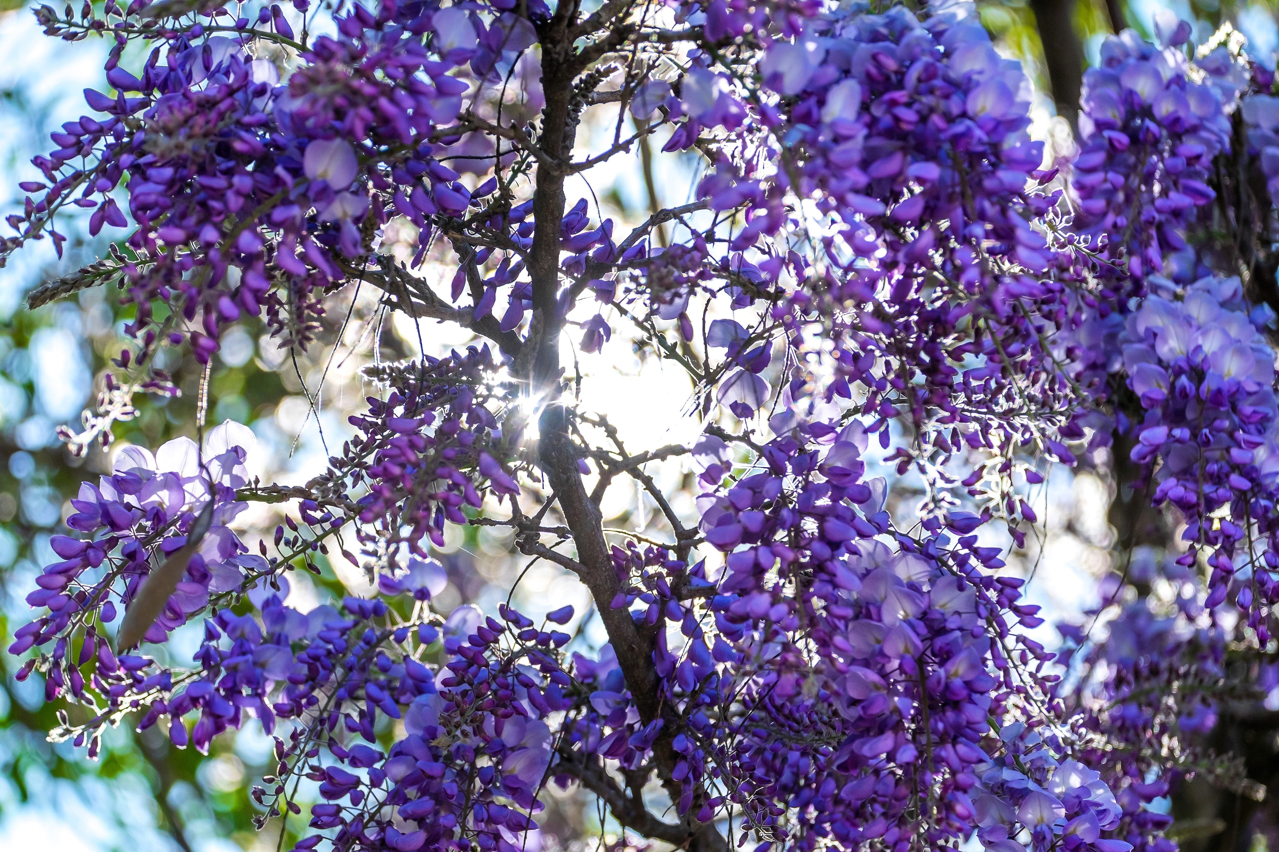 5 BLUE CHINESE WISTERIA Sinensis Ornamental Vine Climber Blue Violet Purple Flower Seeds