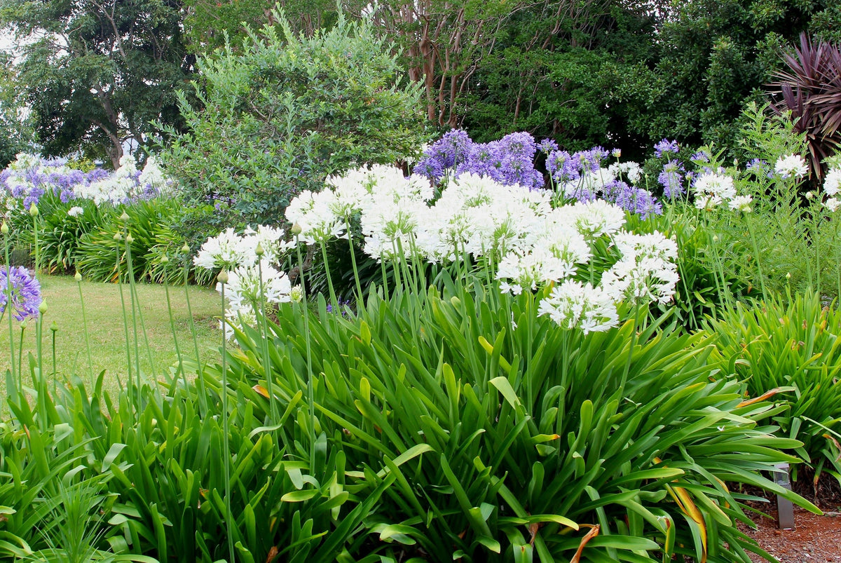25 WHITE LILY of the NILE Agapanthus Orientalis African Lily Flower Seeds
