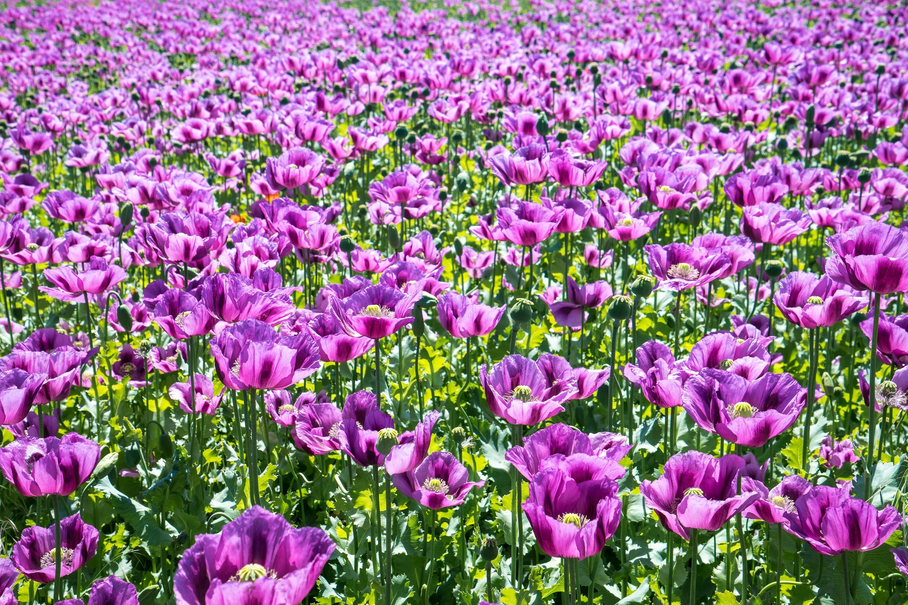 1000 HUNGARIAN BREADSEED POPPY Papaver Somniferum Purple Blue Flower Seeds