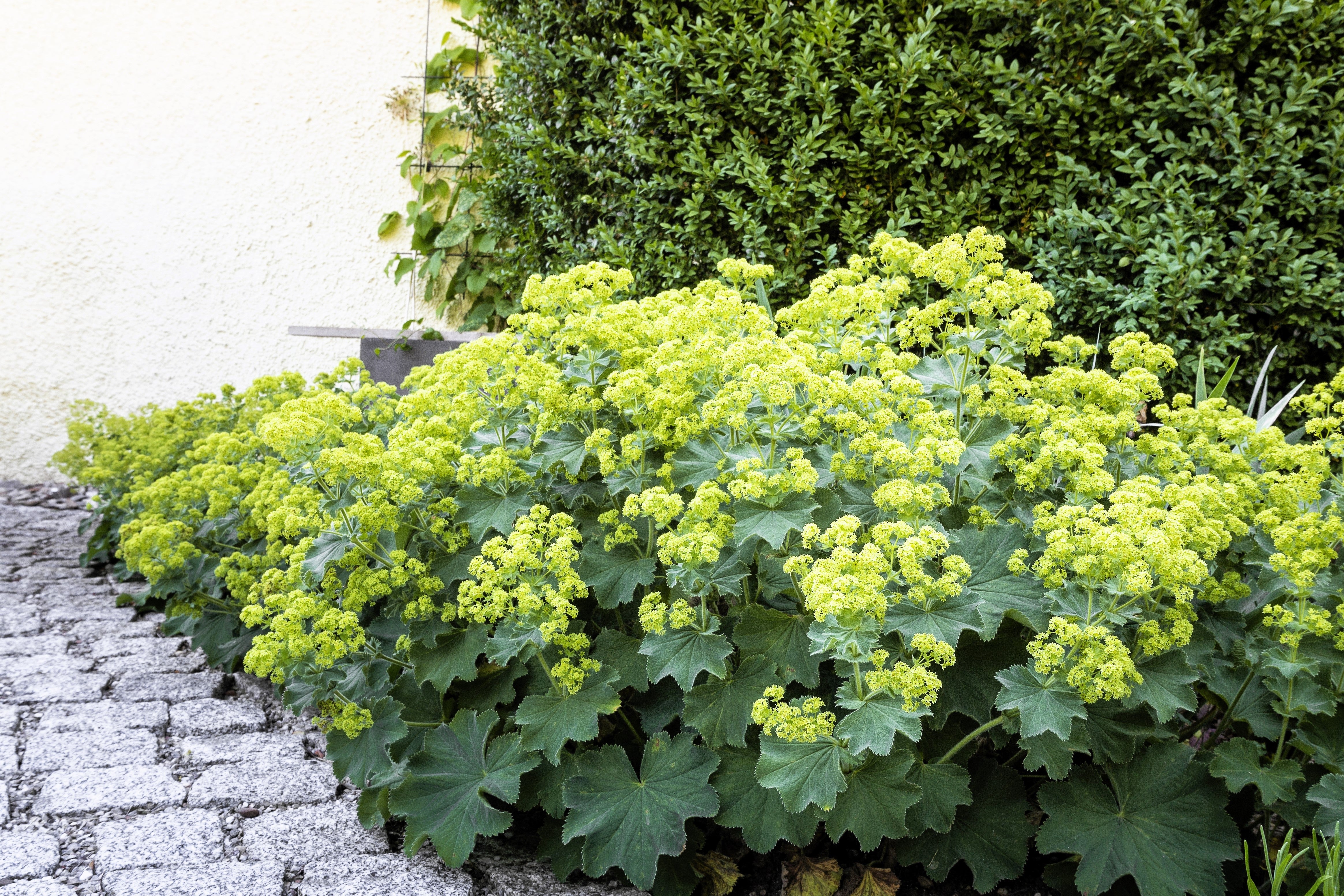 100 LADYS MANTLE Alchemilla Mollis Flower Seeds