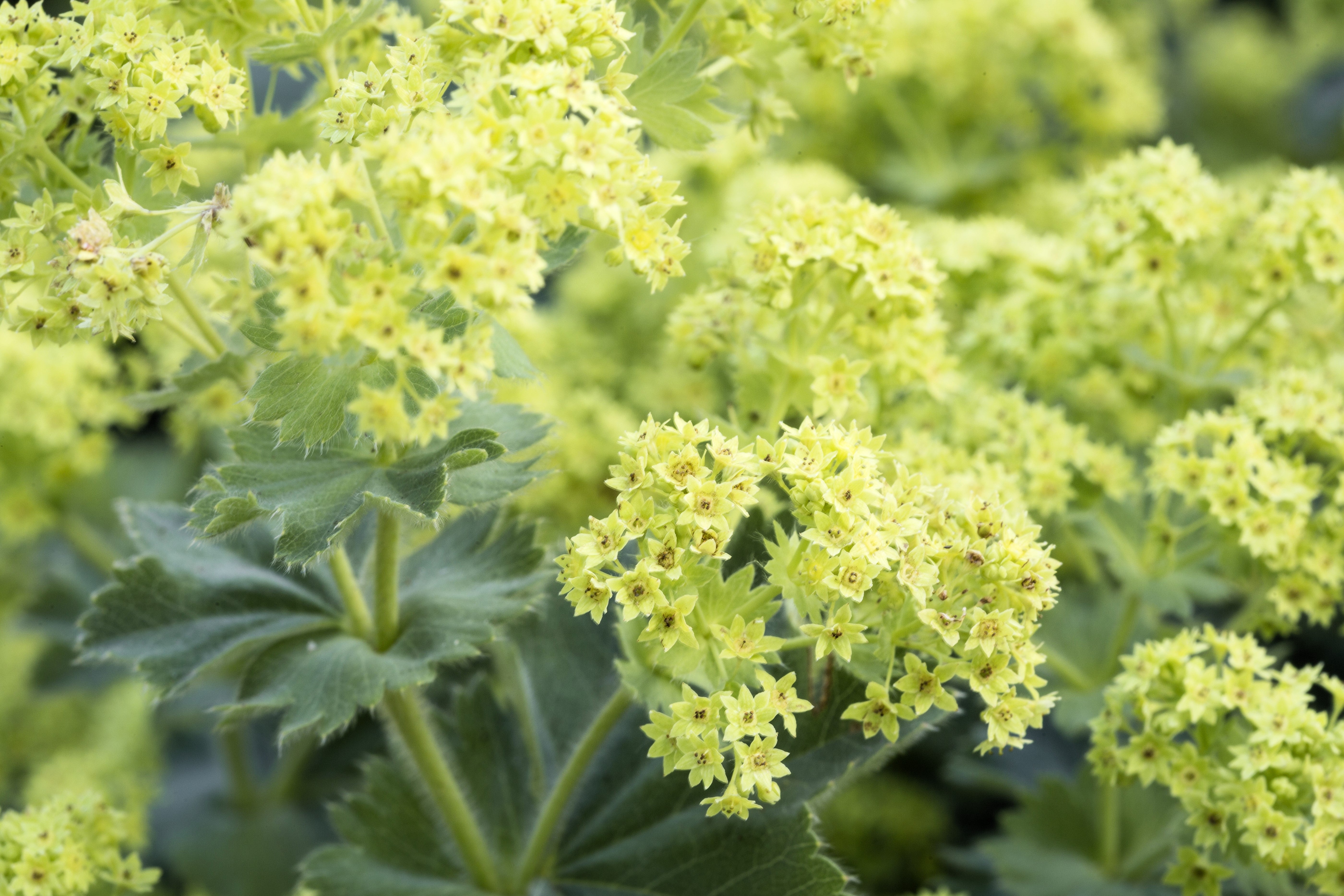 100 LADYS MANTLE Alchemilla Mollis Flower Seeds