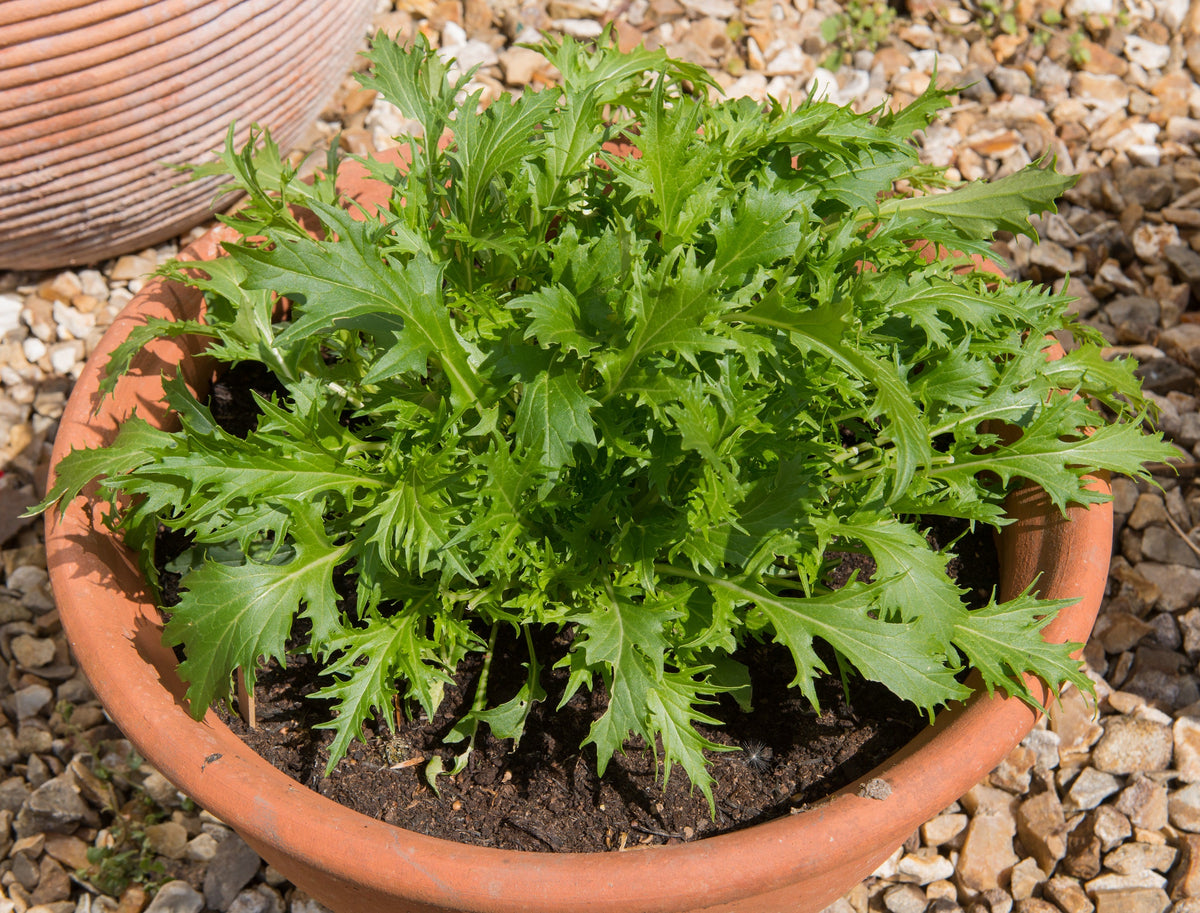1000 GREEN MIZUNA MUSTARD Japanese Greens Brassica Juncea Herb Vegetable Seeds