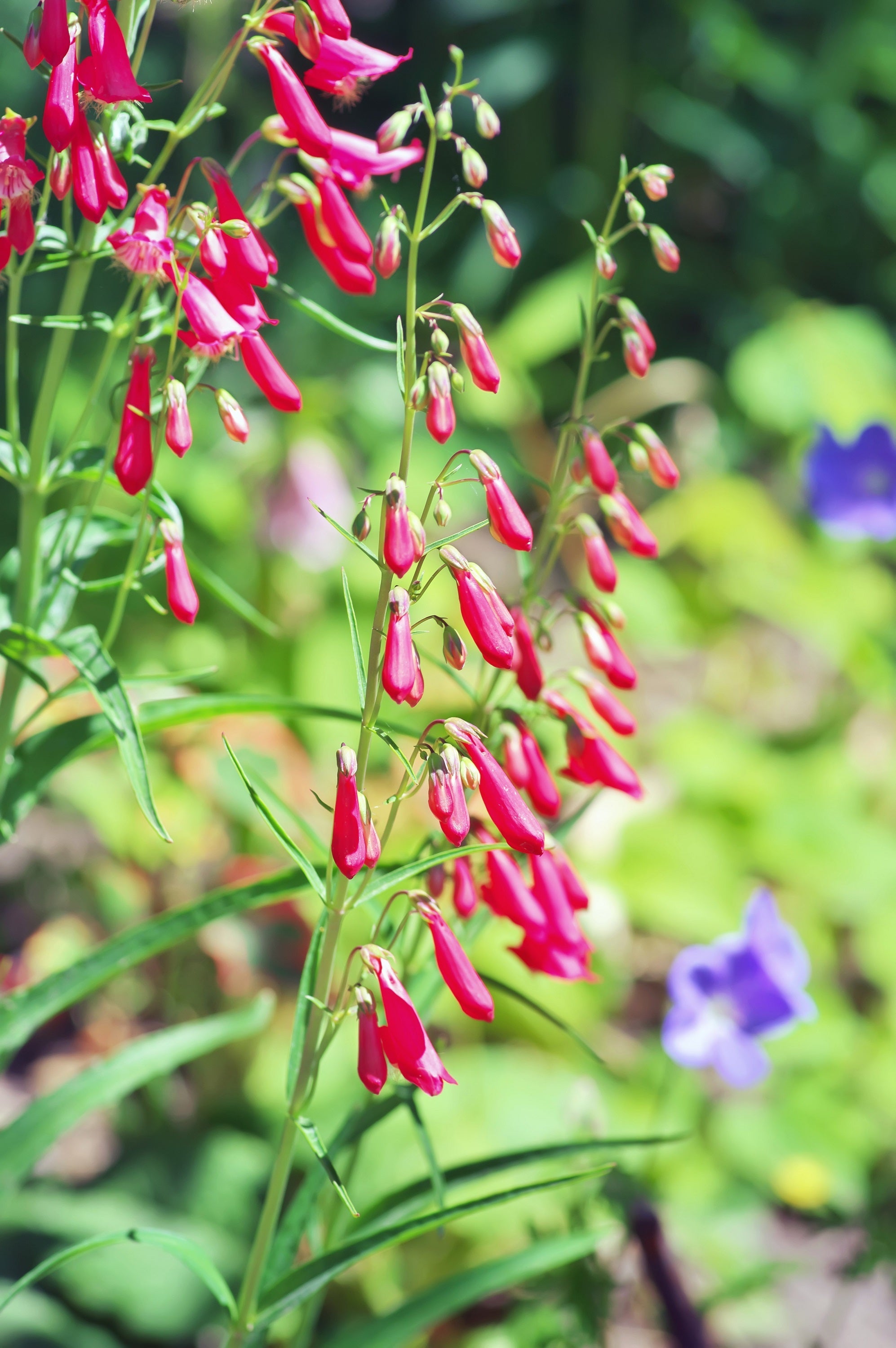 150 Eatons RED FIRECRACKER PENSTEMON Eatonii Native Hummingbird Flower Seeds