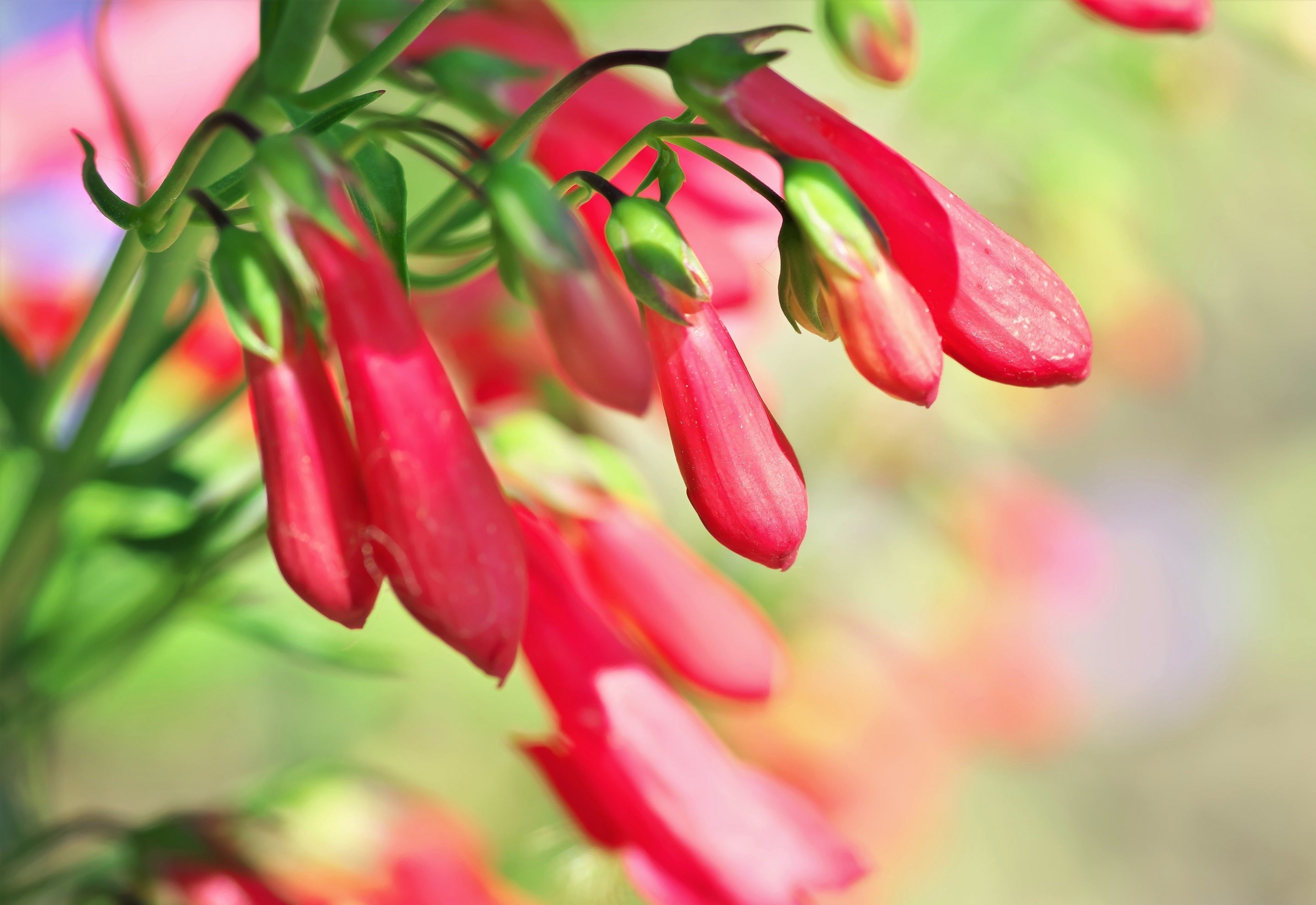 150 Eatons RED FIRECRACKER PENSTEMON Eatonii Native Hummingbird Flower Seeds