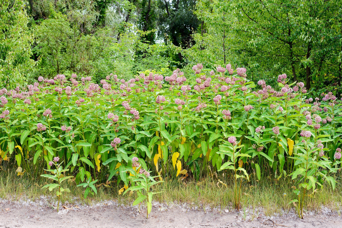 100 PINK MILKWEED Common Asclepias Syriaca Monarch Flower Seeds