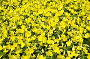 150 DWARF EVENING PRIMROSE ( Missouri Primrose / Ozark Sundrops ) Oenothera Macrocarpa syn. Missouriensis Native Yellow Flower Seeds