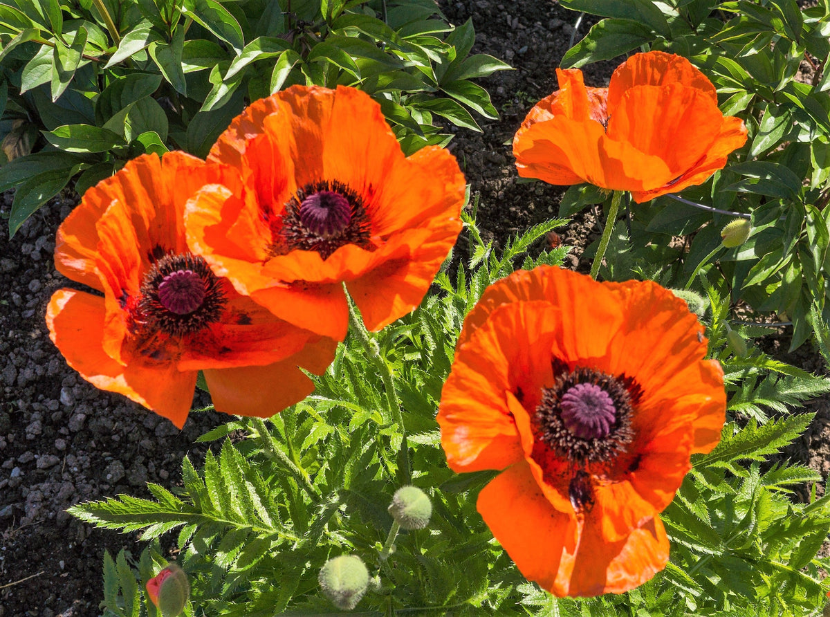 100 PRINCE of ORANGE POPPY Oriental Poppy Papaver Orientale Perennial Flower Seeds