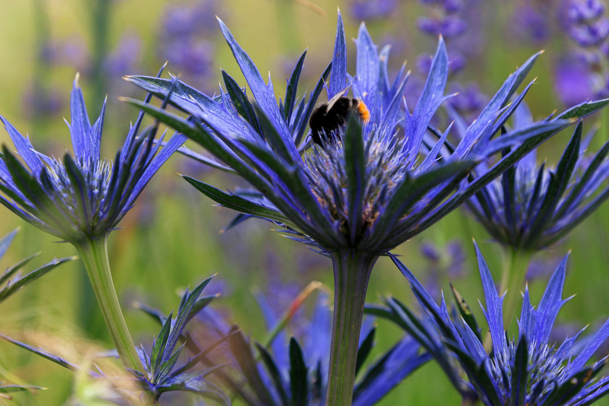 25 BLUE Star SEA HOLLY Eryngium Alpinum Flower Seeds